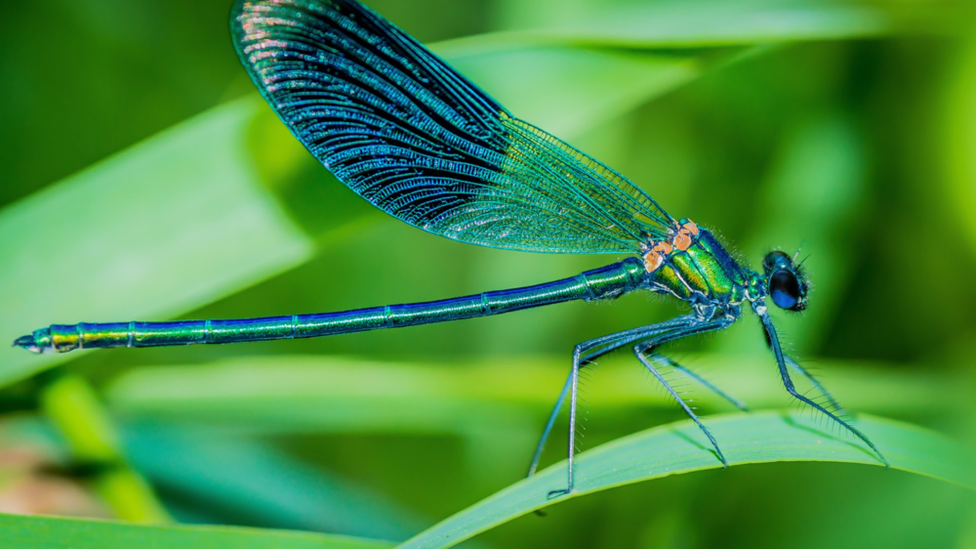 A legjobb szúnyogirtó – Így csalogass kertedbe szitakötőt!