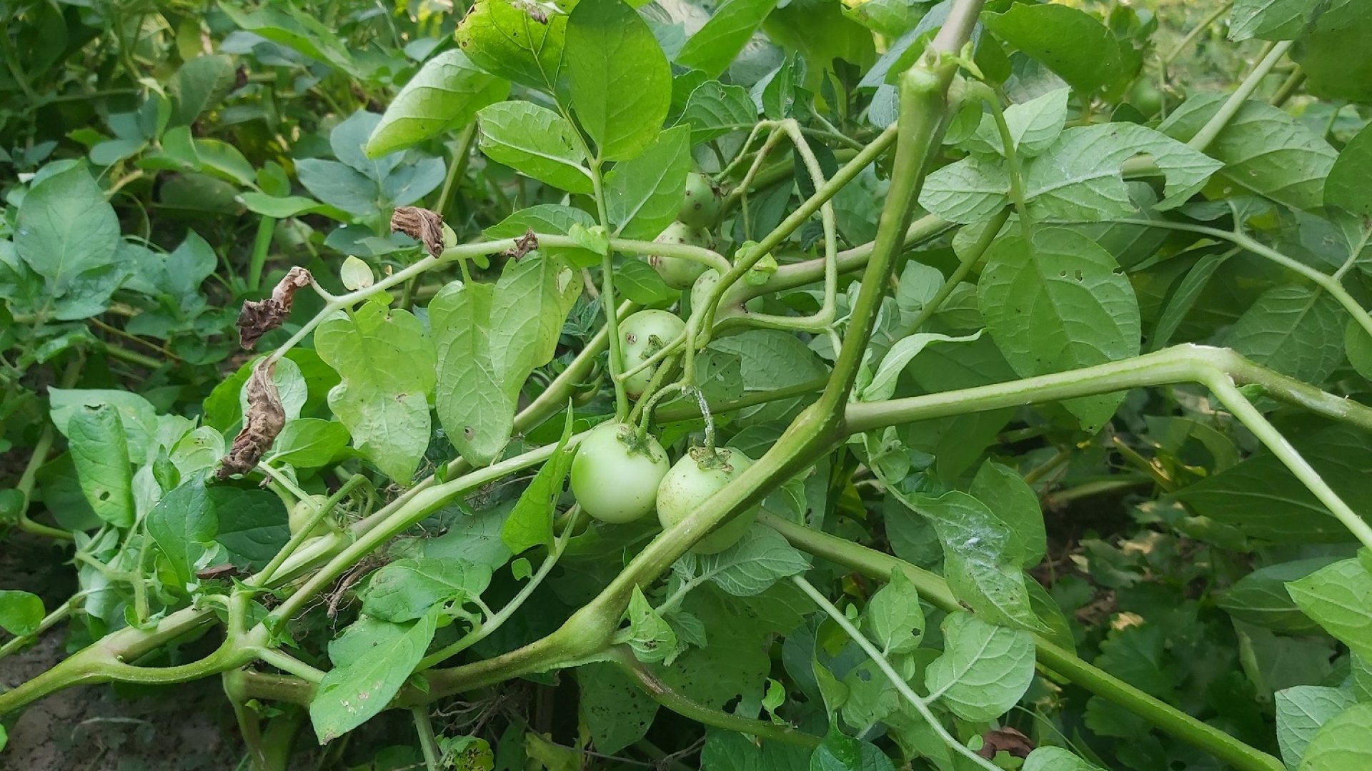 Mérgező a burgonya termése – Véletlenül se edd meg! 