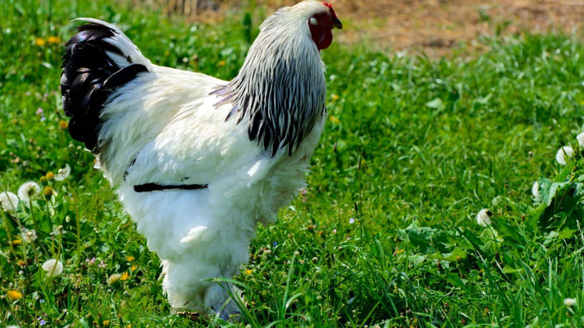 A Brahma tyúkok gondozása