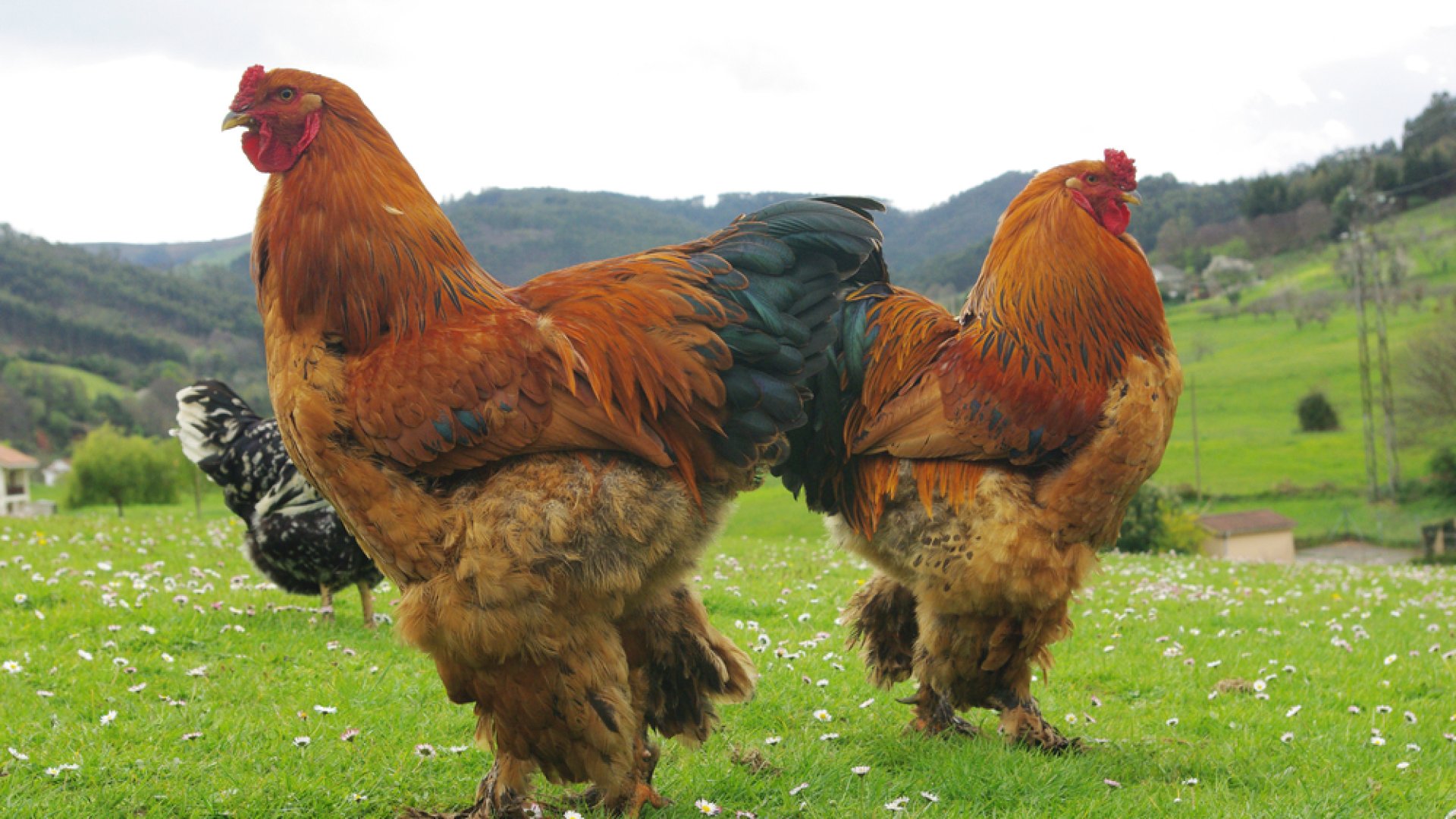 Tollaslábú szépségek – A Brahma tyúkok bemutatása