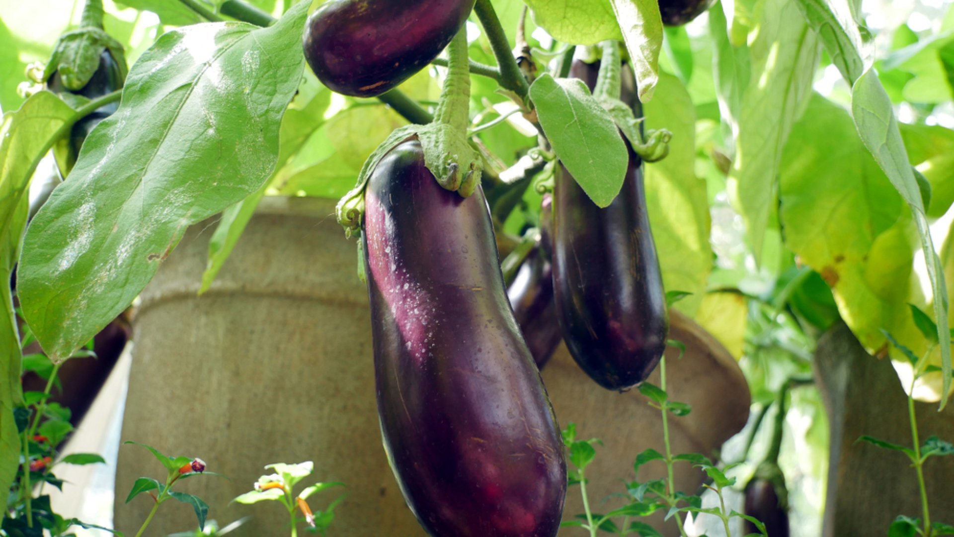 Tippek, trükkök a cserépben termeszthető padlizsánhoz