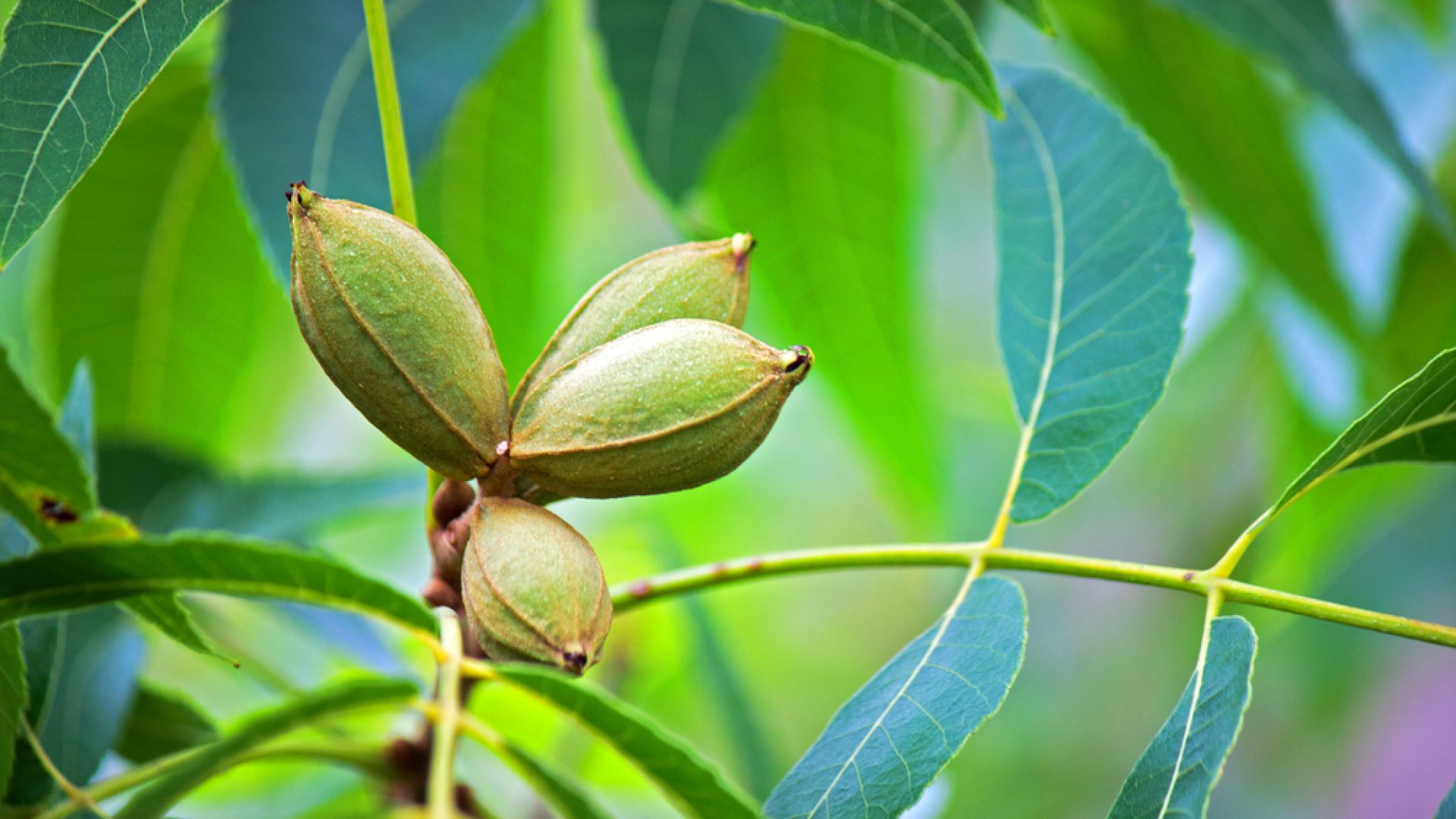 Pekándió sikeres termesztése