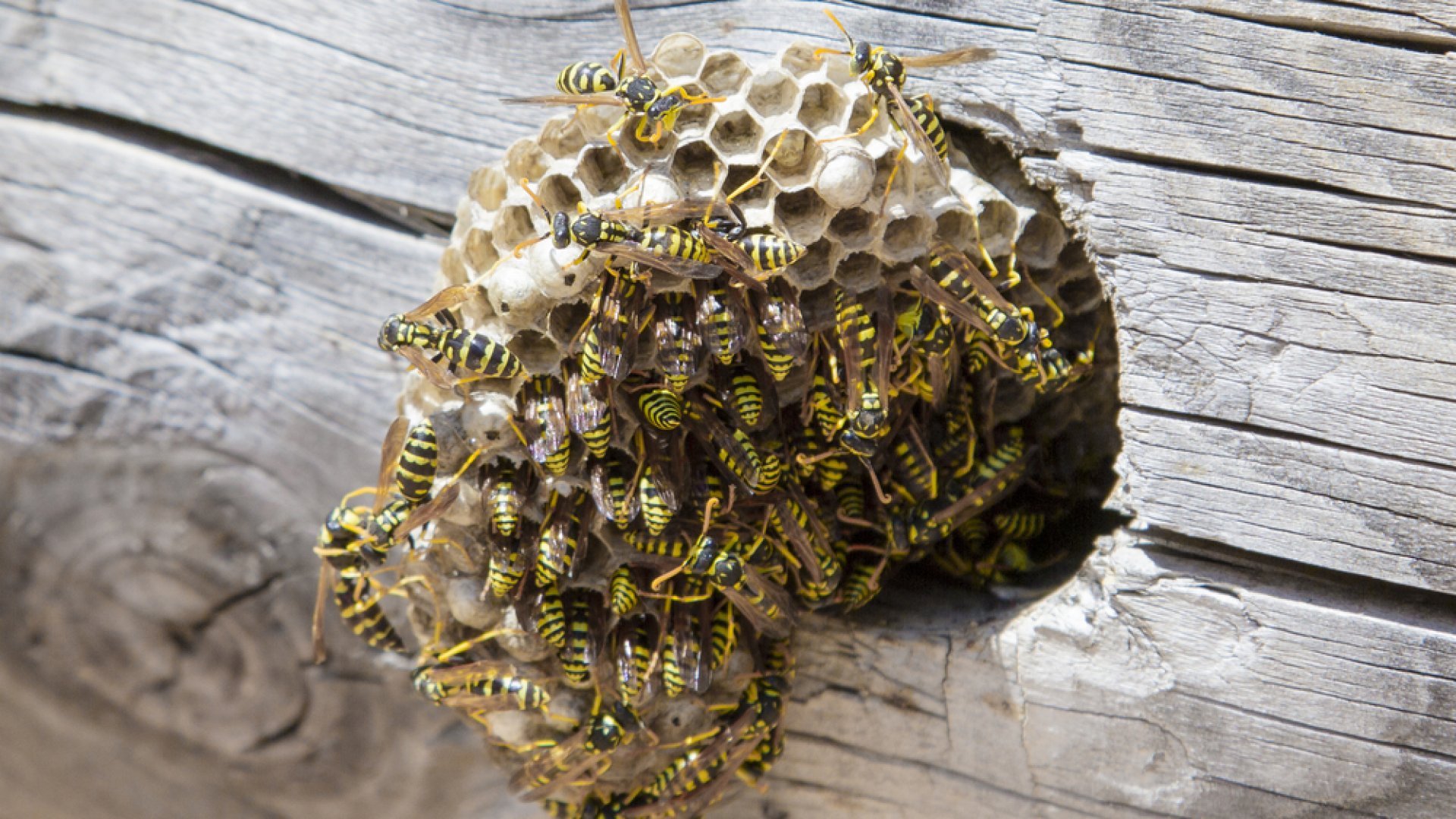 10 természetes, bevált módszer darázscsípésre, ami azonnal hat!  10 természetes, bevált módszer darázscsípésre, ami azonnal hat!