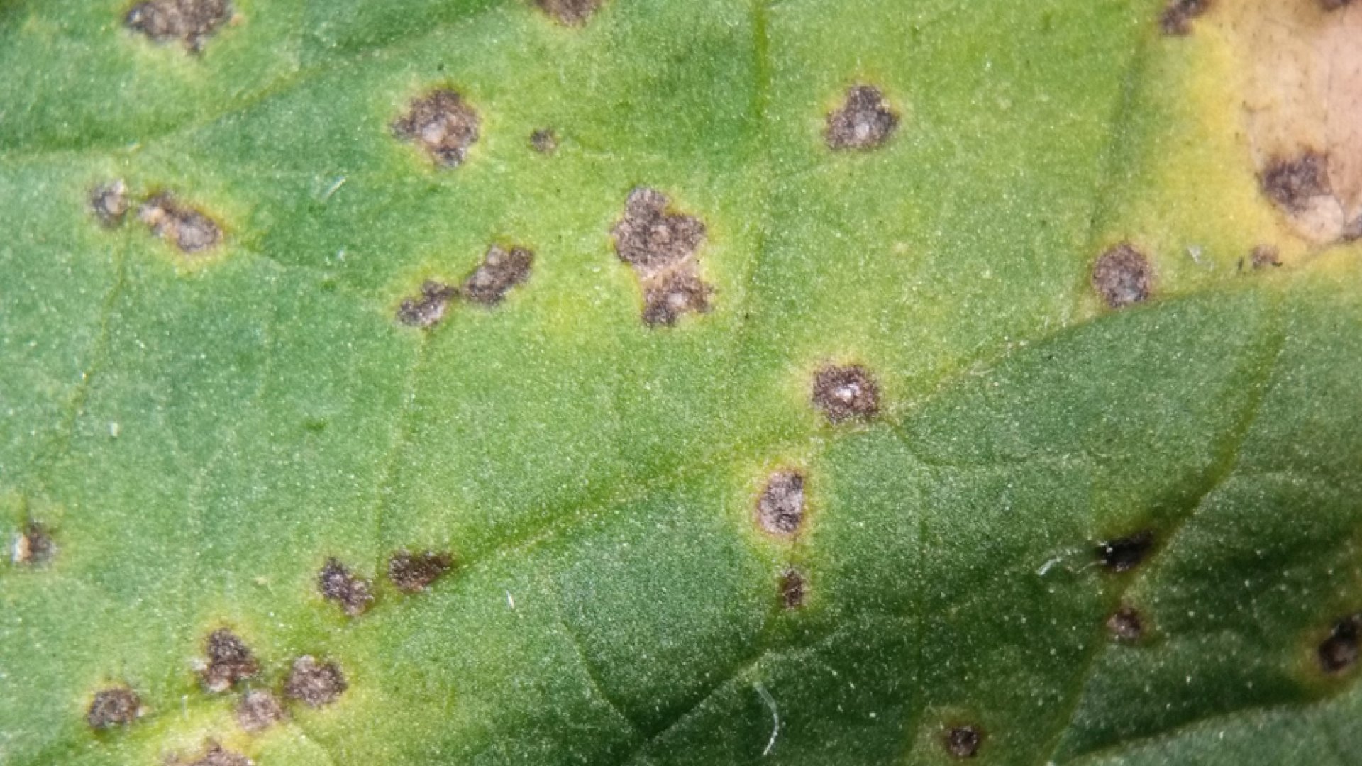 Hogyan lehet kezelni a paprika baktériumos levélfoltosságát?