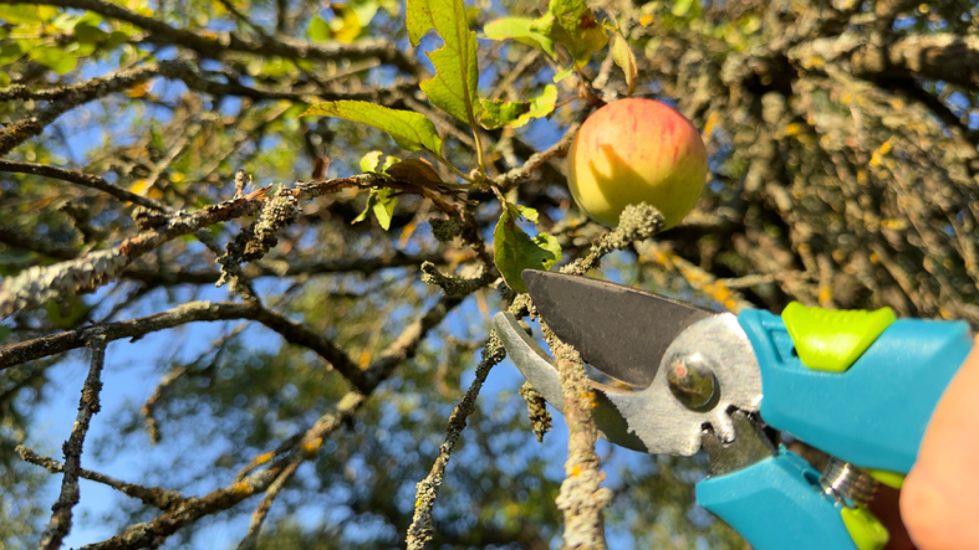 Frissítsd fel kerted: nyári zöldmetszés a bőséges gyümölcshozamért! Frissítsd fel kerted: nyári zöldmetszés a bőséges gyümölcshozamért!