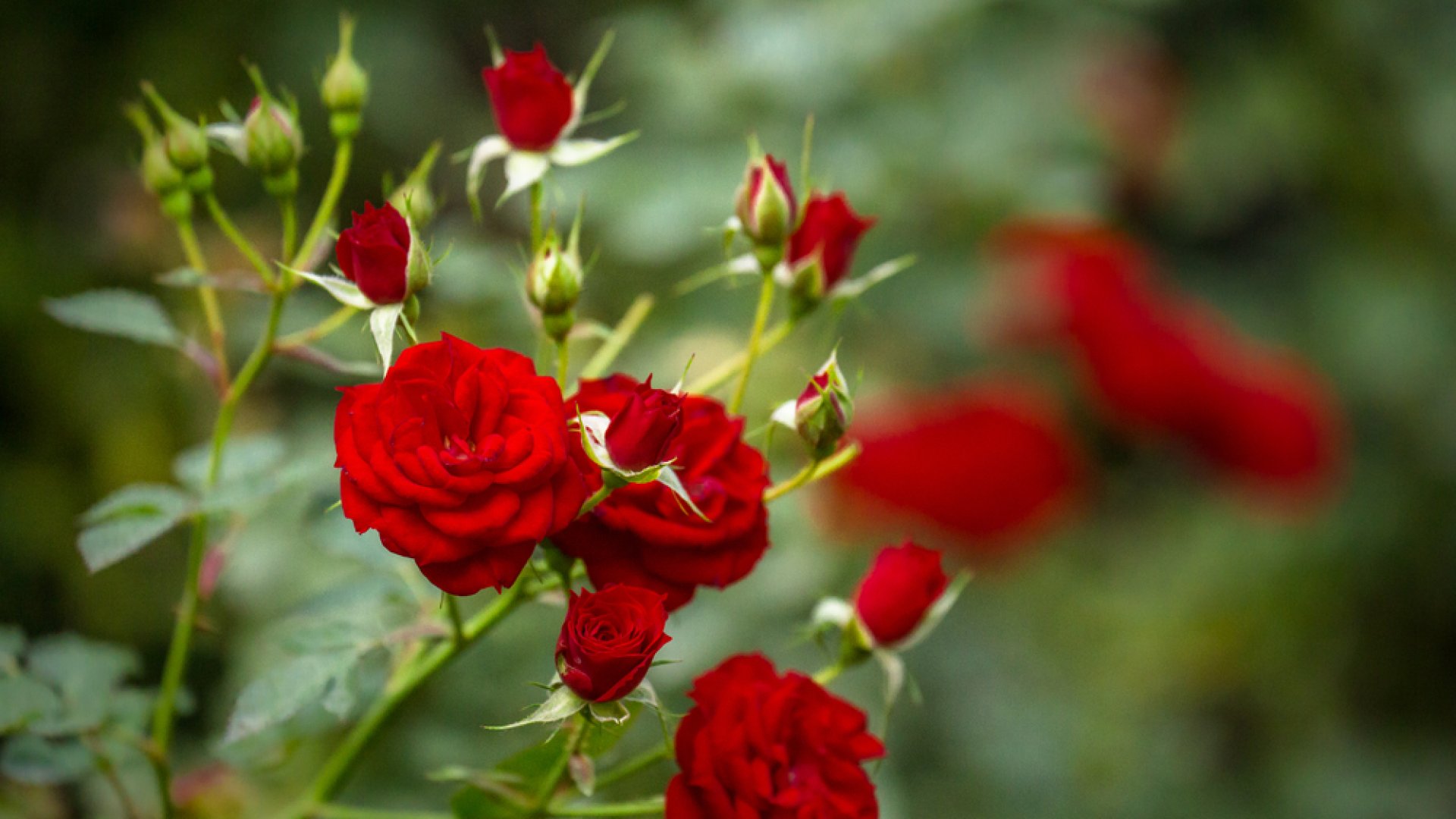 11 vegyszermentes tipp a csodálatosan szép rózsák neveléséhez! 