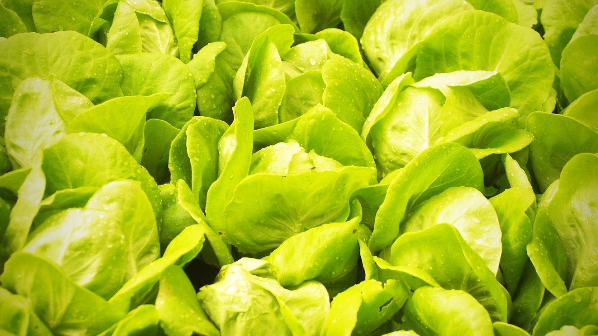 Föld sem kell hozzá - Így termeszthetsz salátát vízben!  Föld sem kell hozzá - Így termeszthetsz salátát vízben!