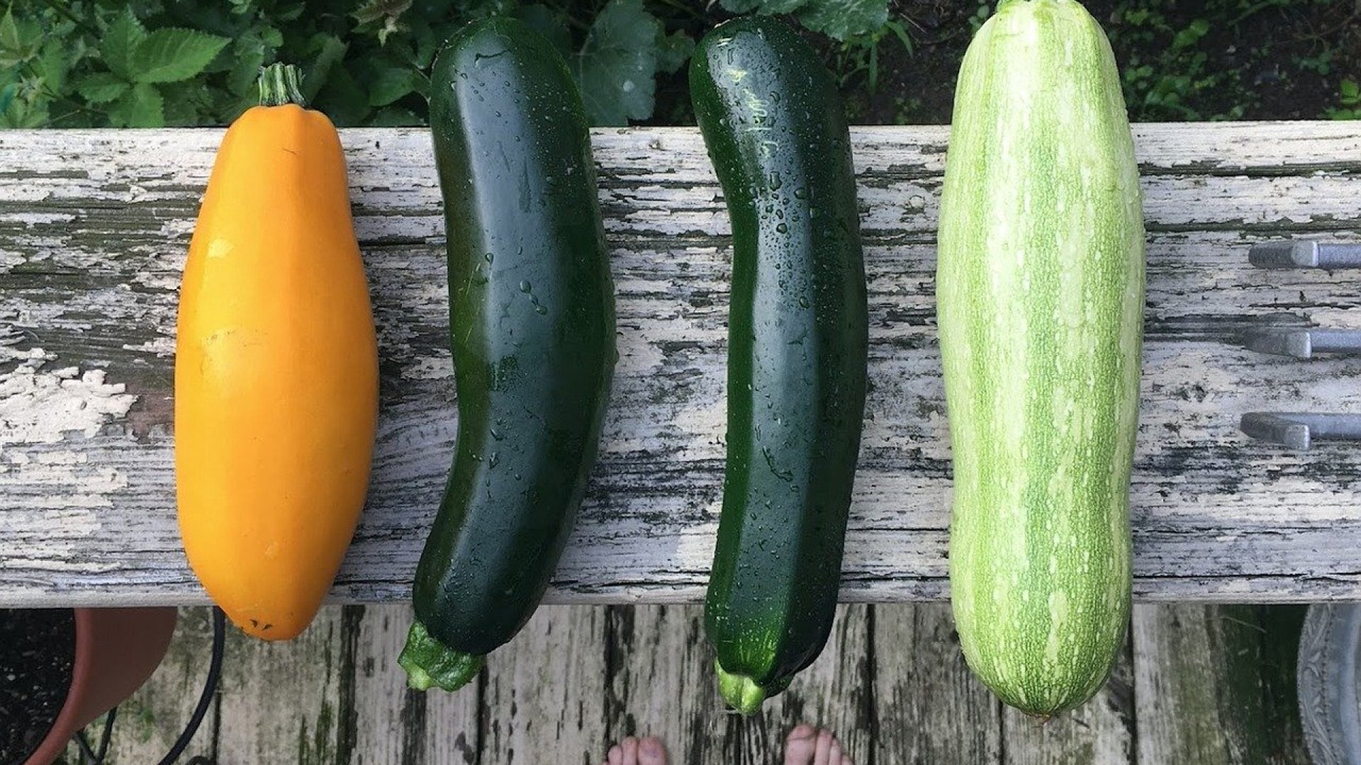 Teljes útmutató a zsengetökök termesztéséhez!