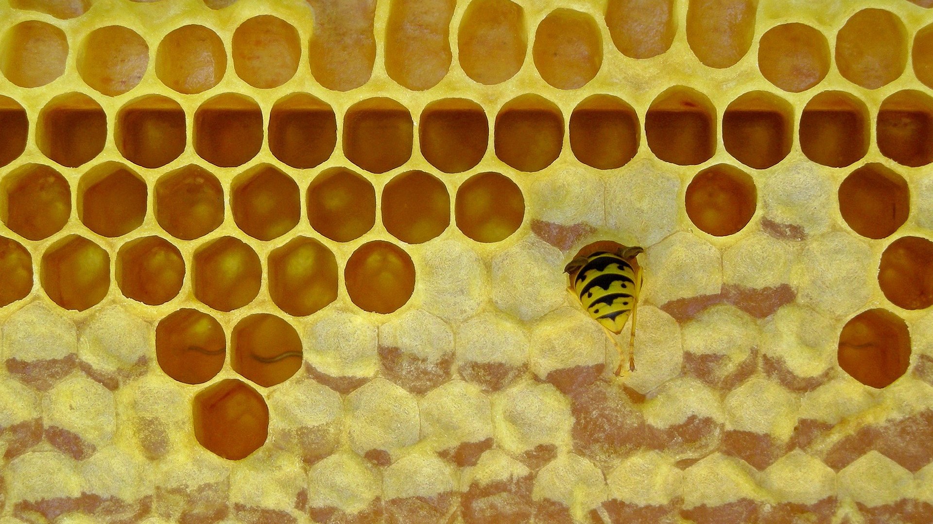 A méhek értékes kincse, ami nem a méz: Ismerd meg a méhviaszt