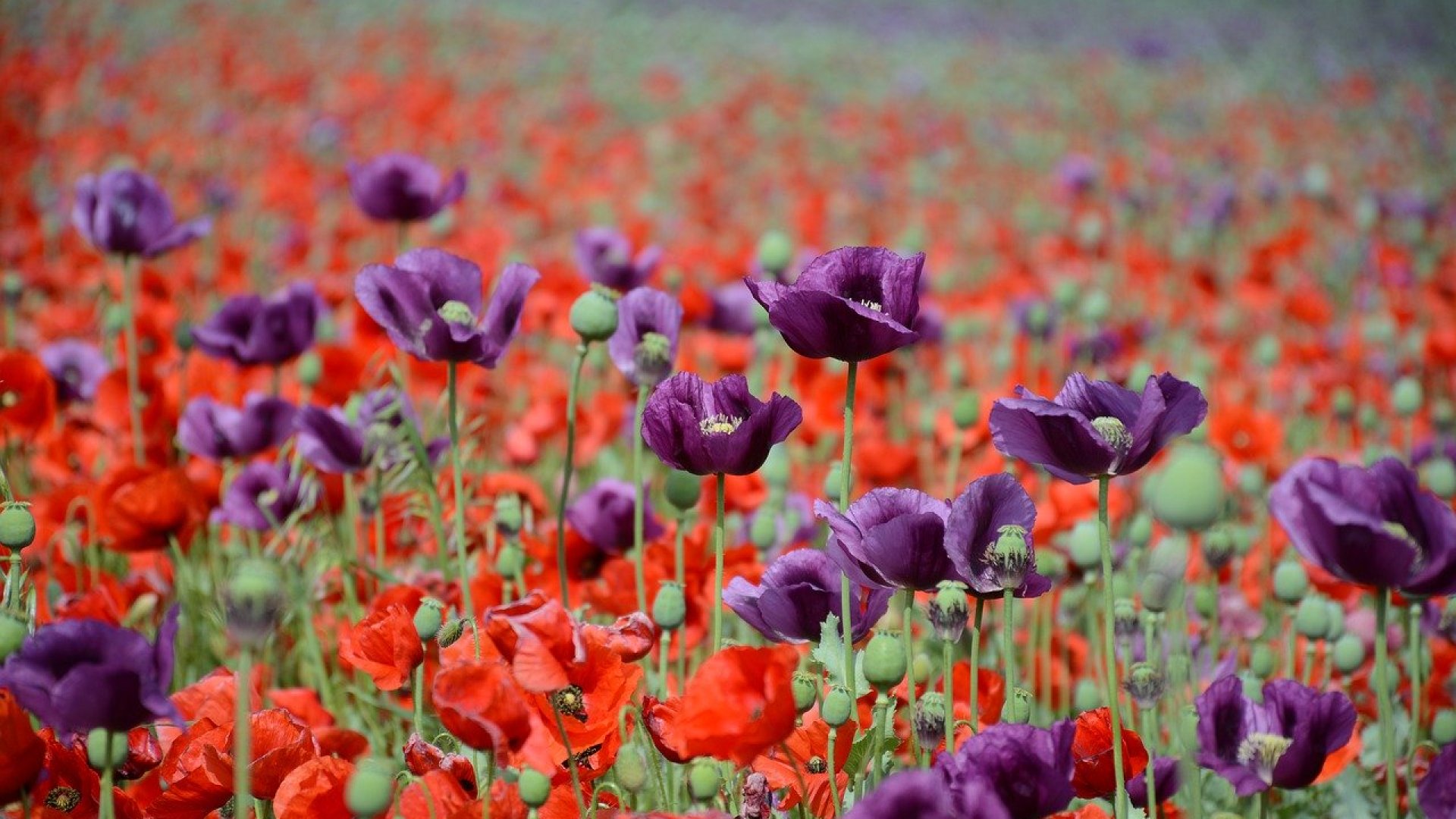 Nyári allergia – Ezekkel a növényekkel érdemes vigyázni nyáron! 