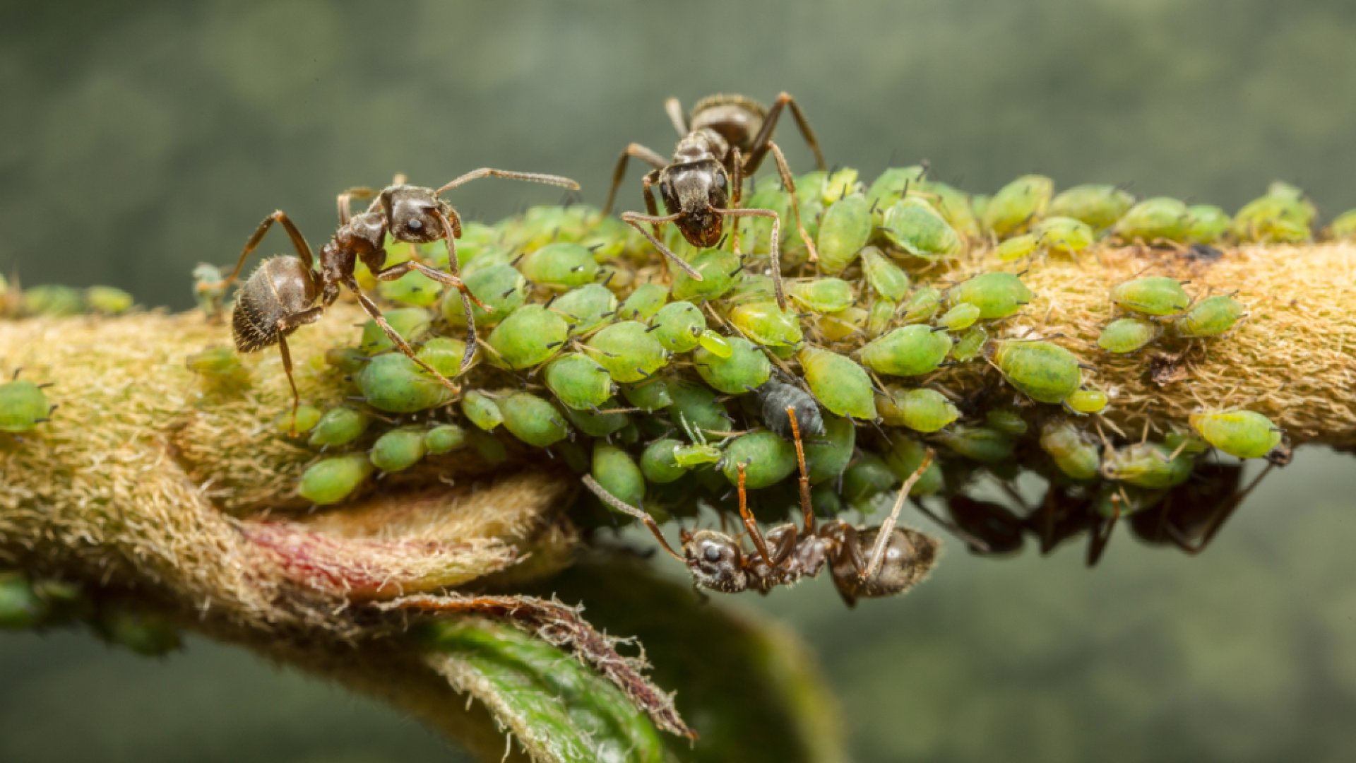 Levéltetvek elleni szerek – Melyik mire jó és hogyan alkalmazzuk?  