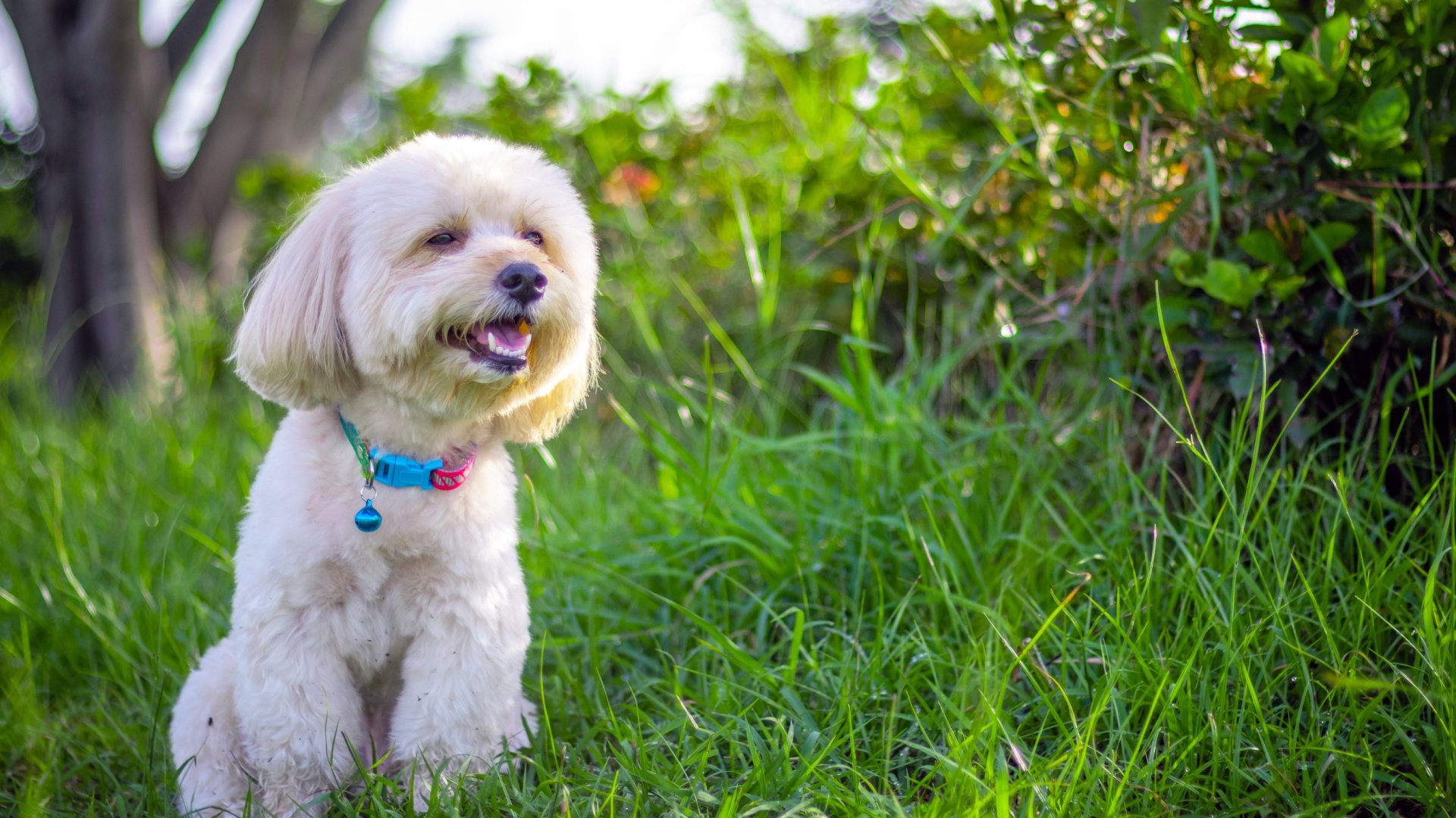 Mérgező növények, amelyektől megbetegedhet a kutya