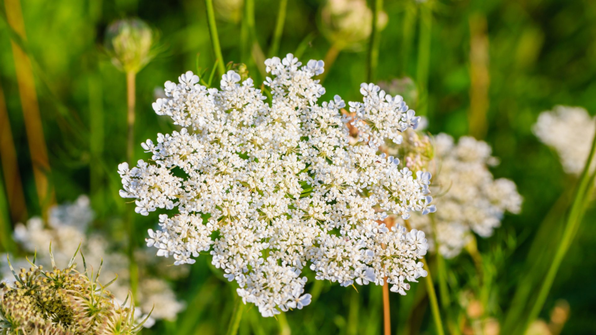 A római kömény termesztése