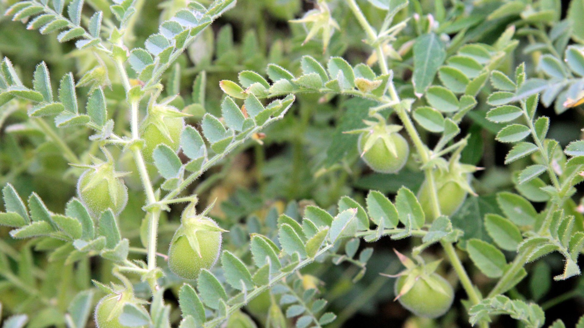 Termesszünk lencsét a kertben – Szakértői tanácsok!