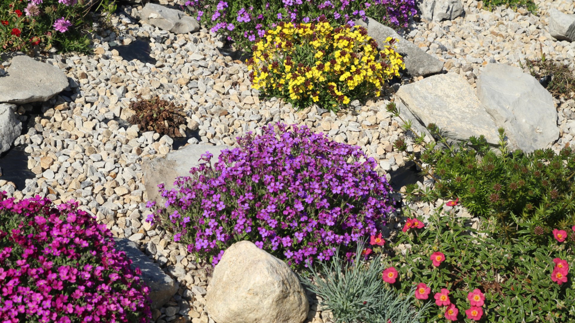 Ezeket a növényeket ültesd a sziklakertedbe