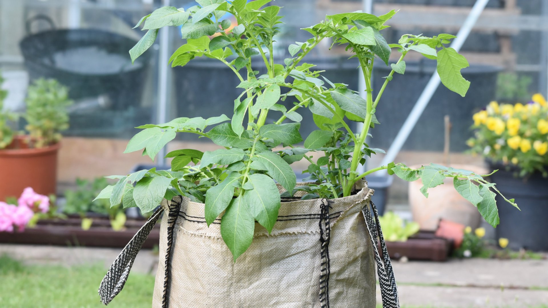 Zseniális ötlet - Termesszünk zöldségeket zsákban!