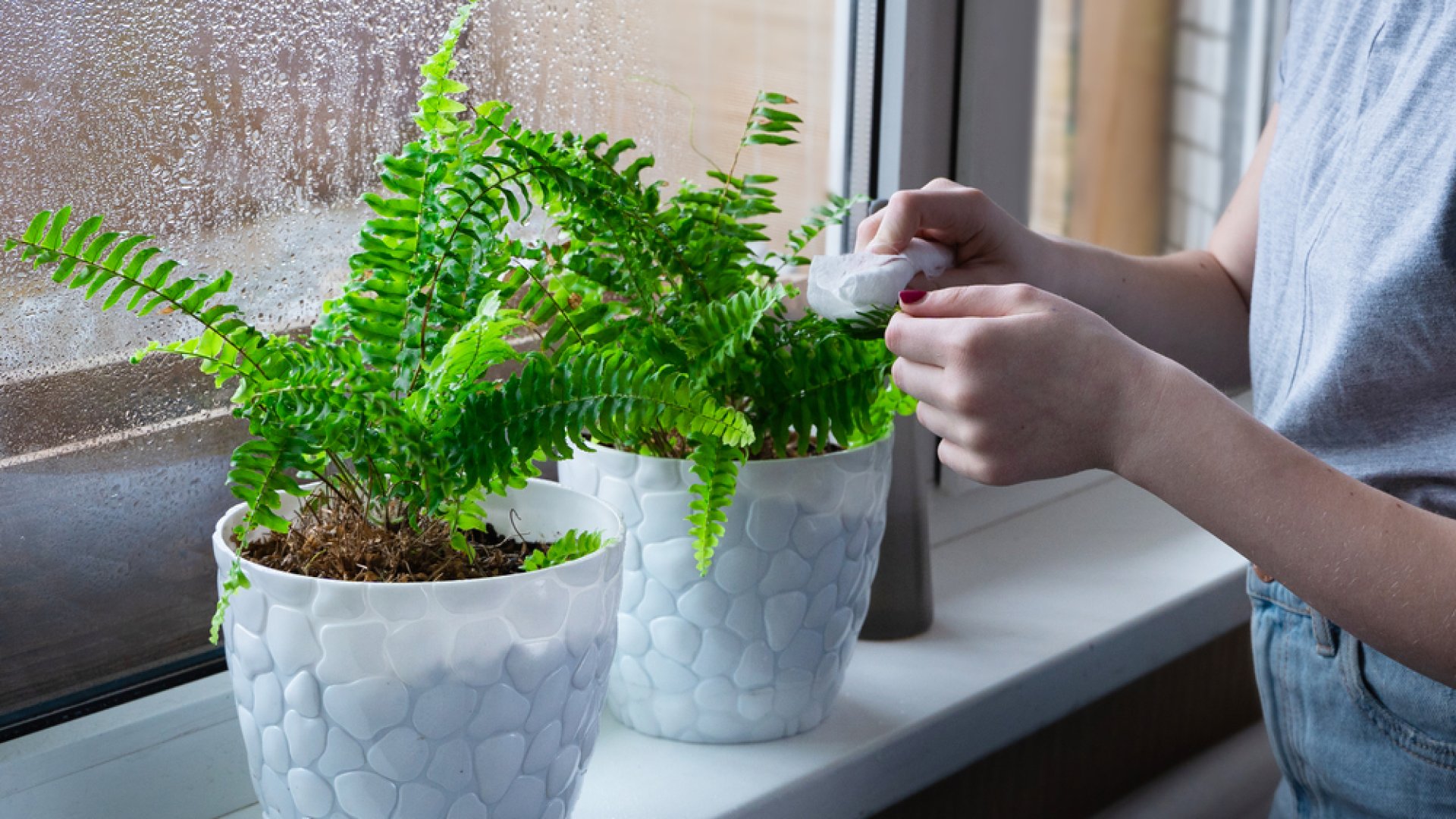 Szobanövények a penészfoltok ellen