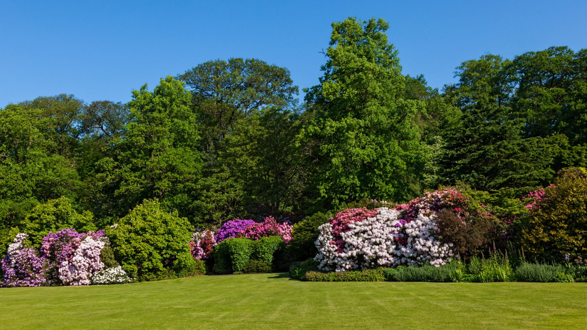 Hőhullámok a kertben – így védd növényeidet a nyári melegben! 