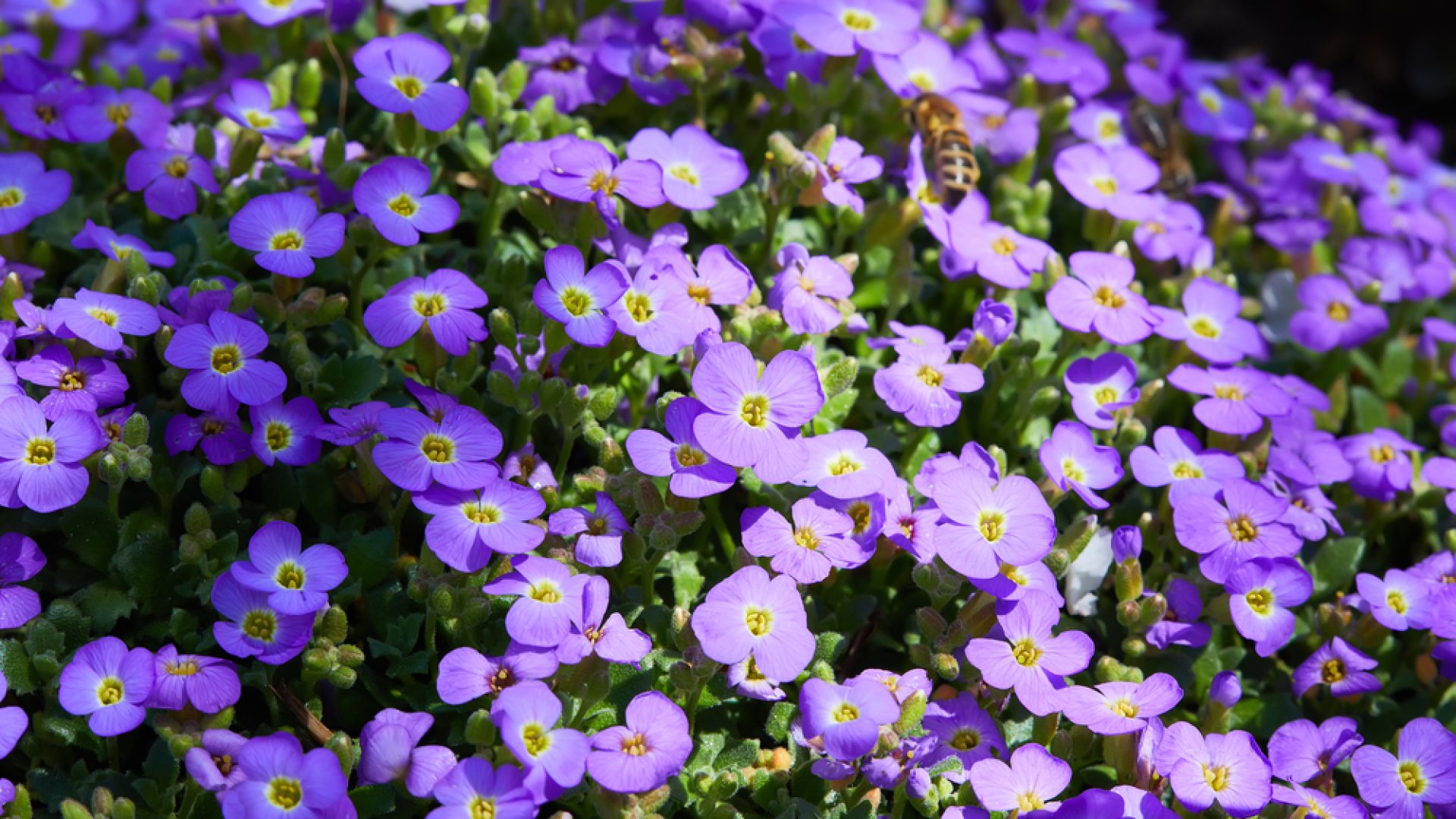 Ezt kell tudni a pázsitvioláról