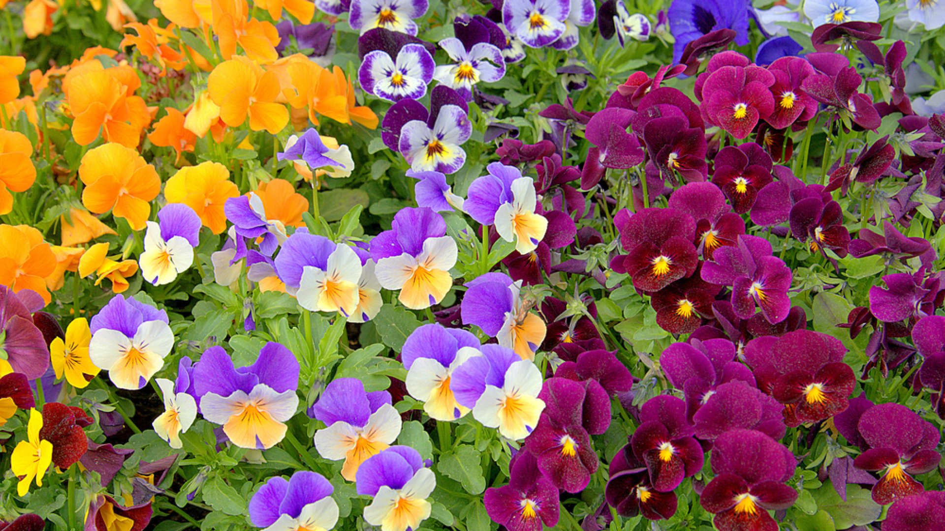 A kert színfoltjai: az árvácska fajtái