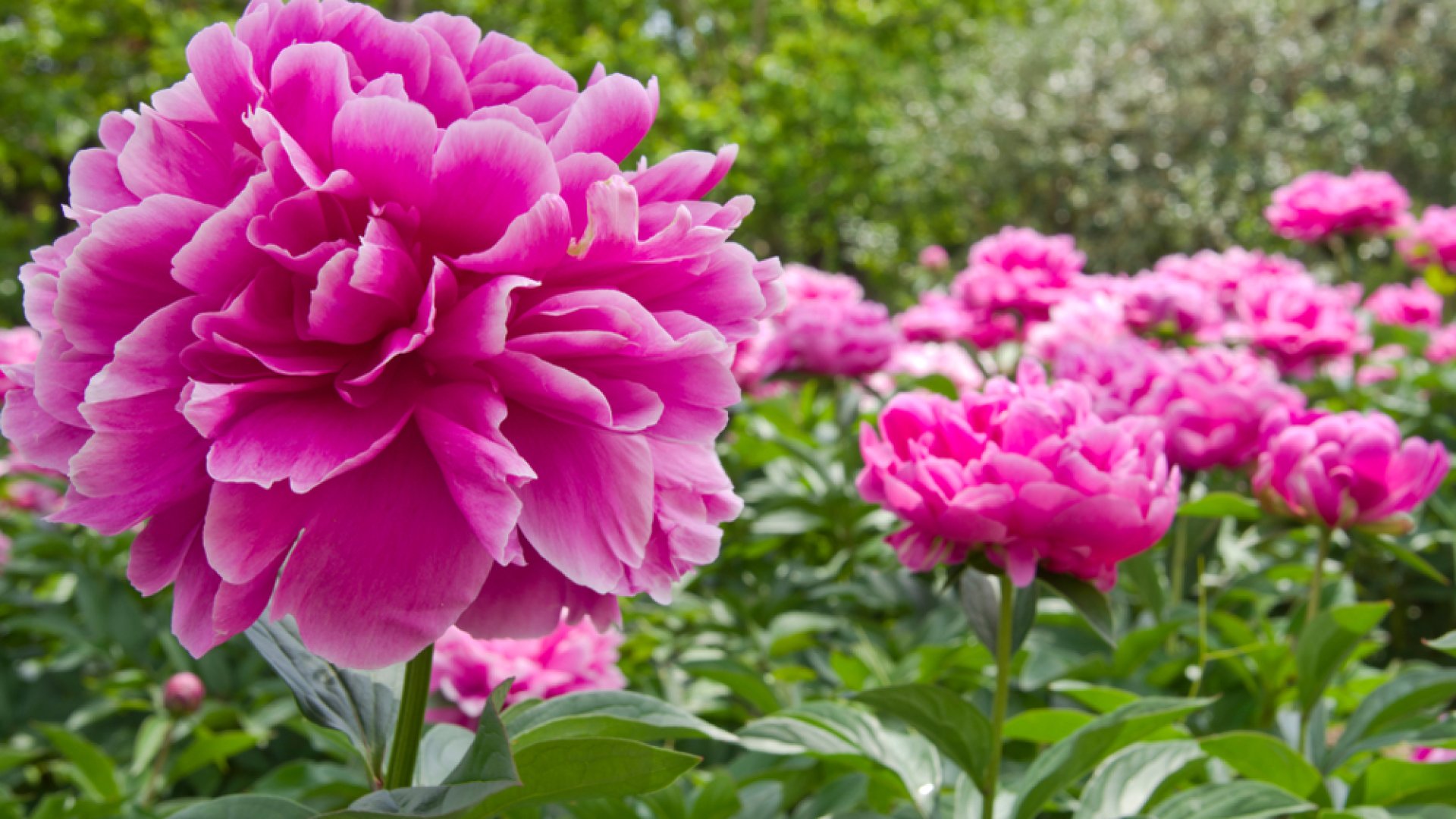 A kert díszei júniusban: dísznövények, amelyek ilyenkor virágoznak