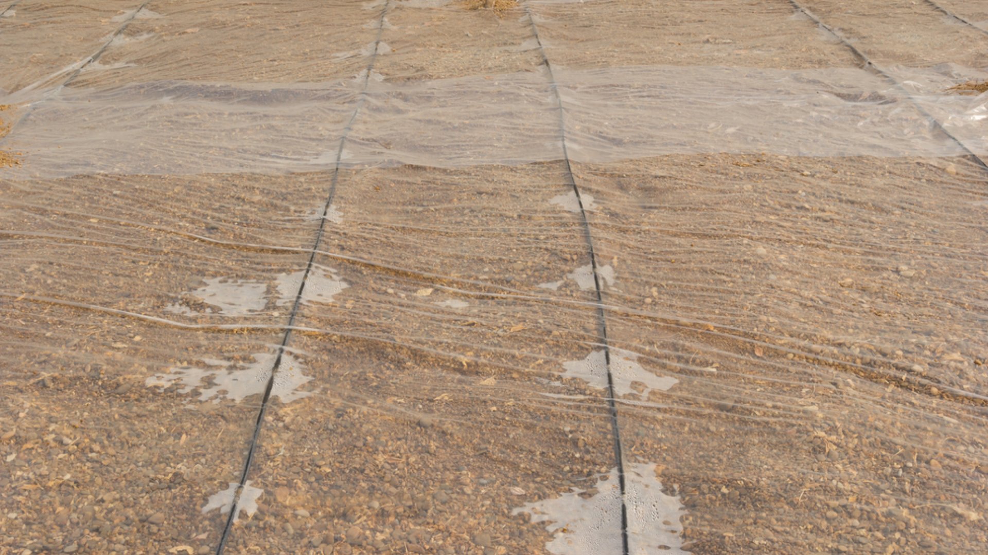 Szolarizáció  - Vegyszermentes megoldás gyomokra és növénybetegségekre