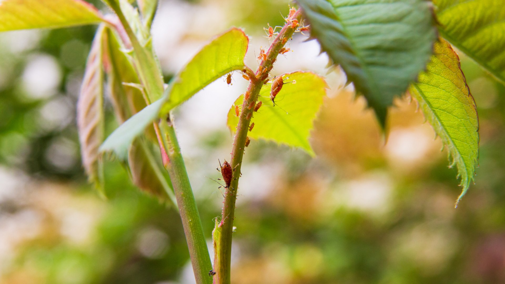 Házi készítésű rovarirtók levéltetvek ellen Levéltetű irtás házi készítésű rovarirtóval