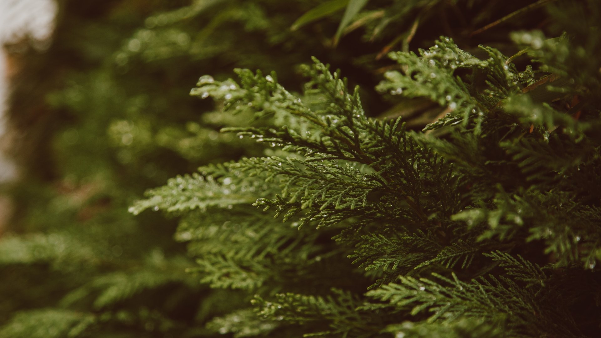 Elegem lett a tujákból egy életre - Ne ültesd te se a kertedbe! 