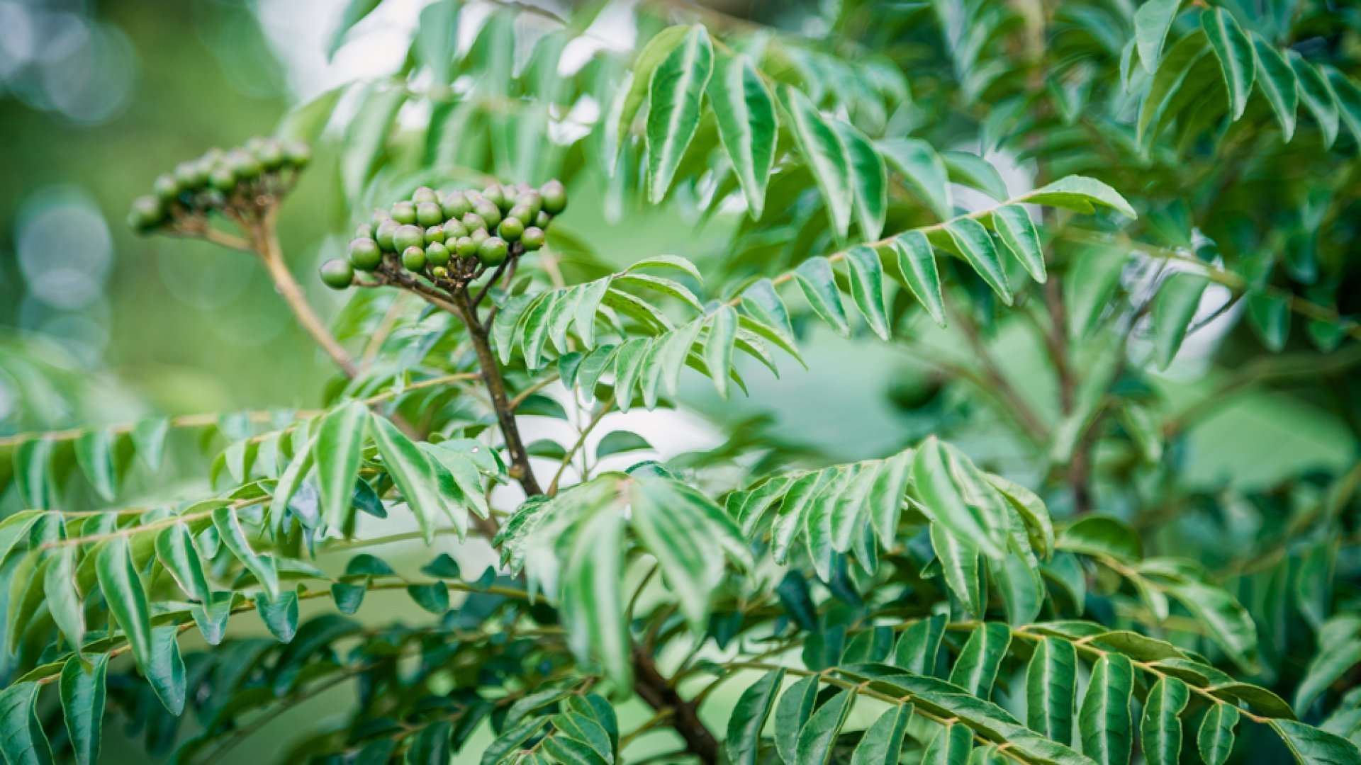 Sokoldalú csoda a kertben – Neveljünk curryfát! 