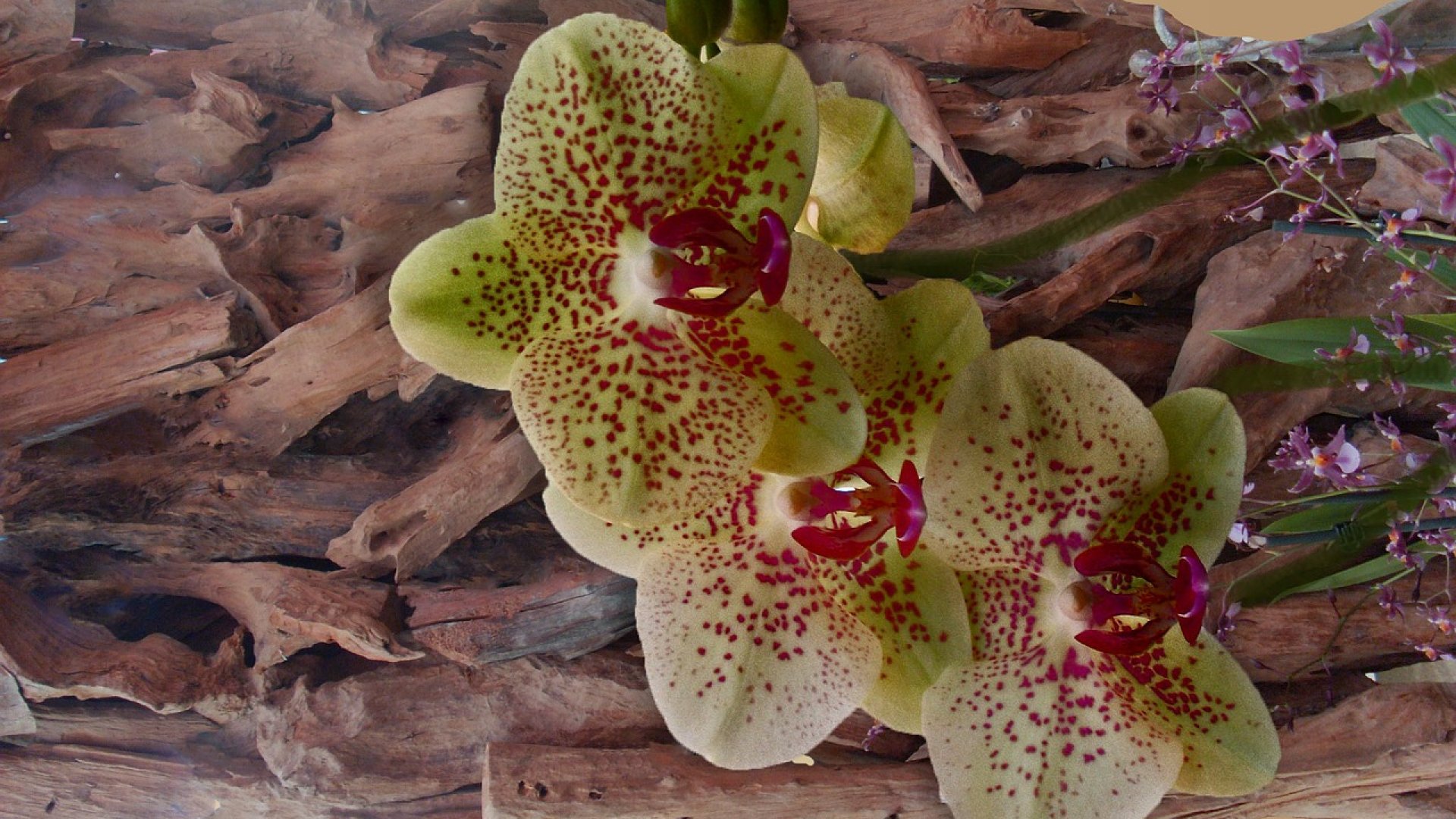 Dolgok, amiket mindenki elront - Tippek az orchidea átültetéséhez