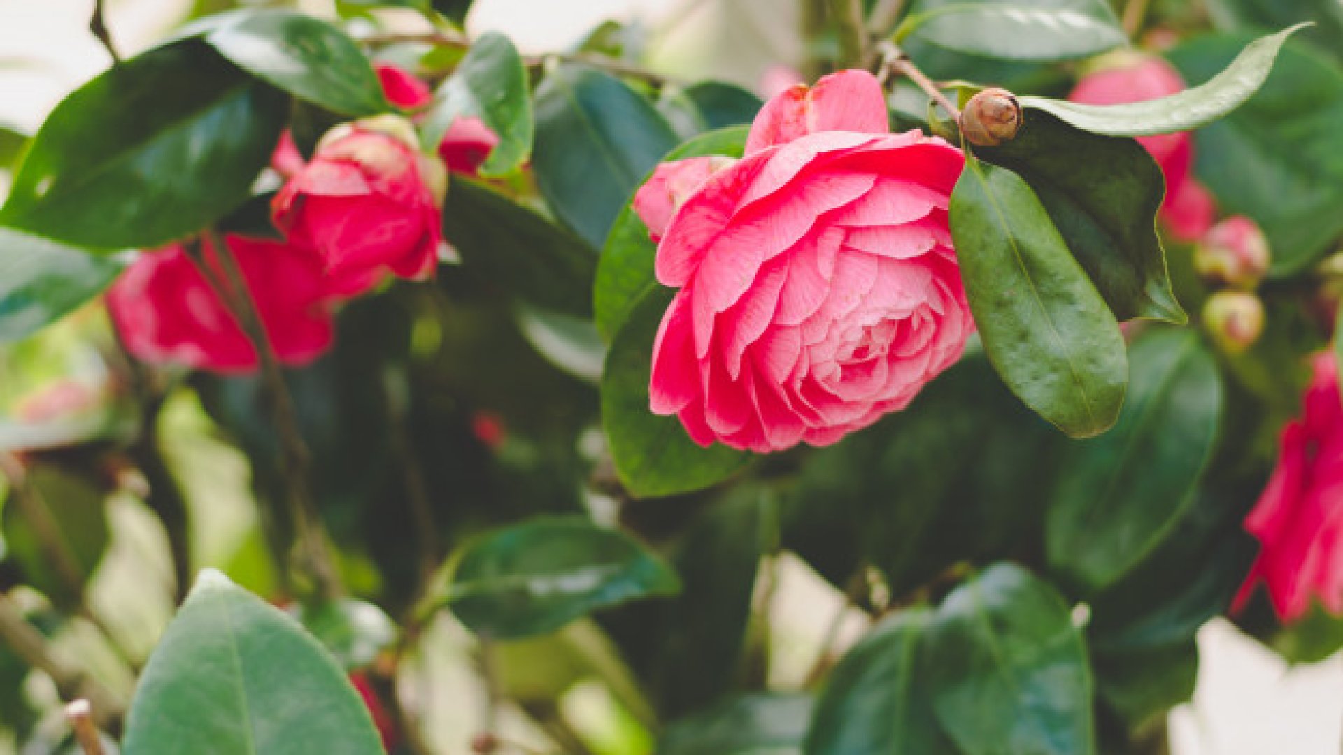 Rózsák leggyakoribb betegségei és azok kezelése