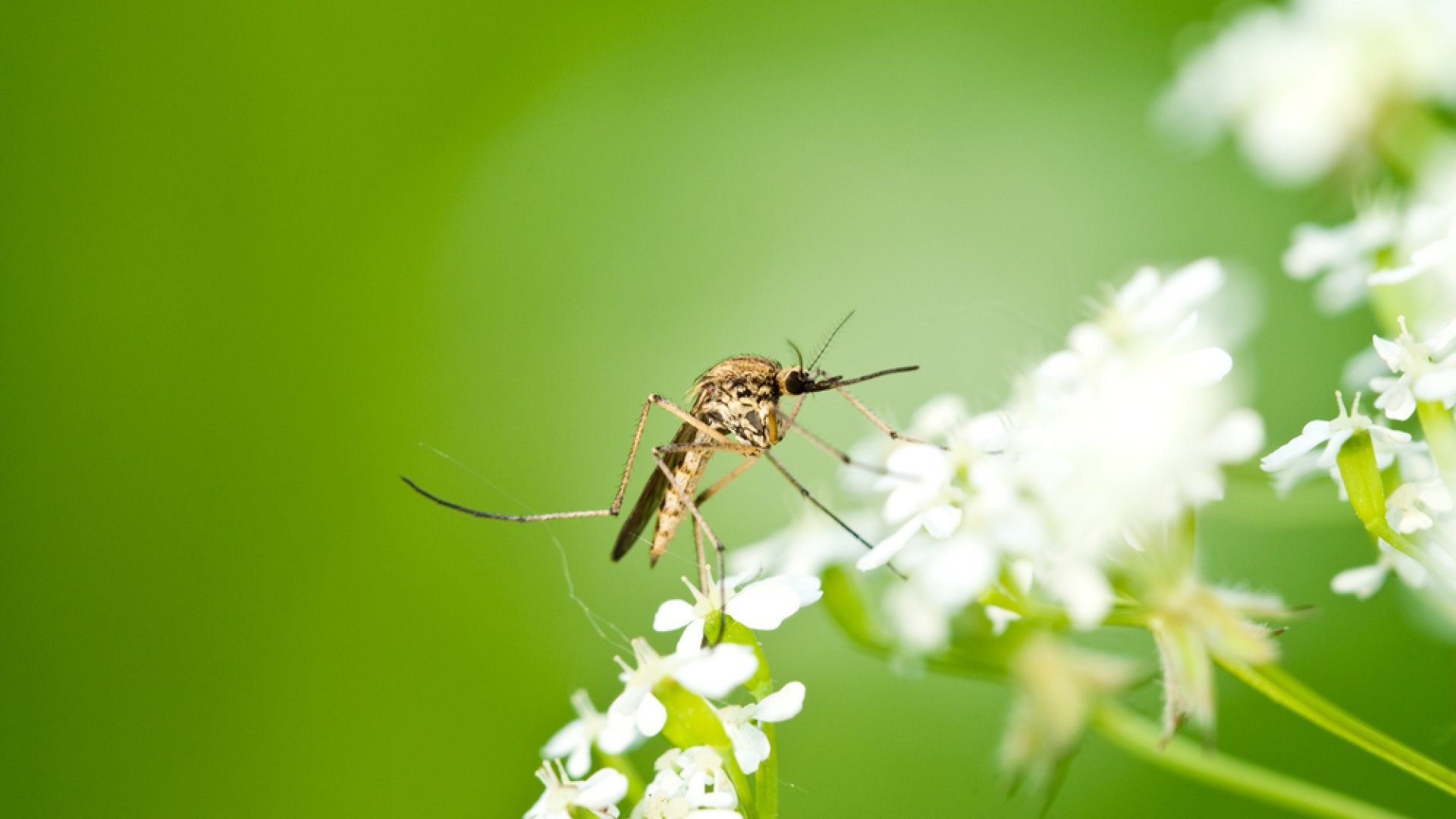 10 szúnyogirtó növény, amely hasznos lesz a kertben