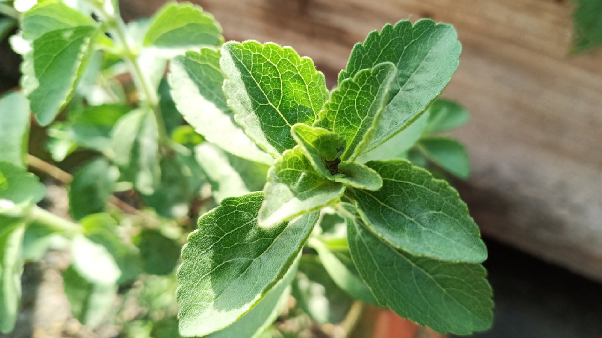 A növény, amely édesít: Ismerd meg a stevia-t    