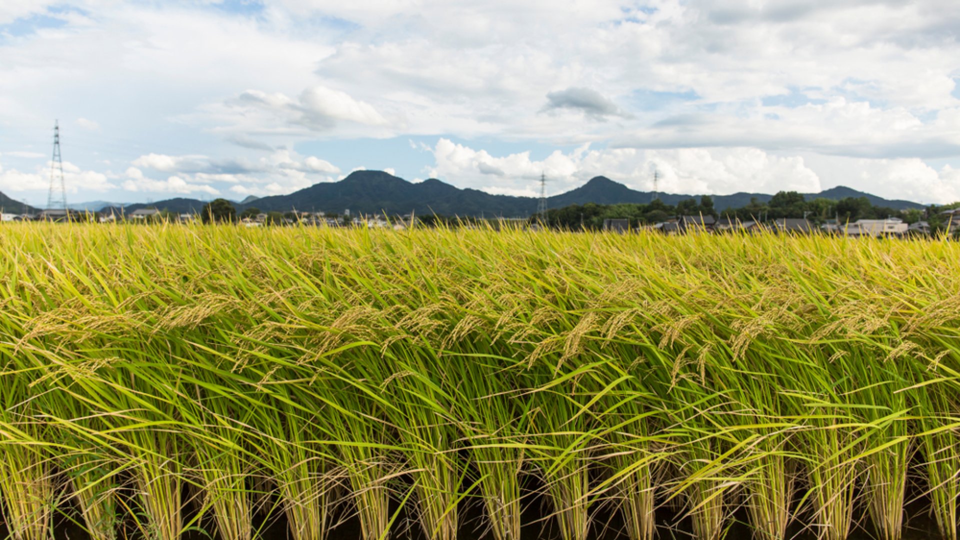 Rizstermesztés a kiskertben – Szakértői útmutató mindenkinek!    