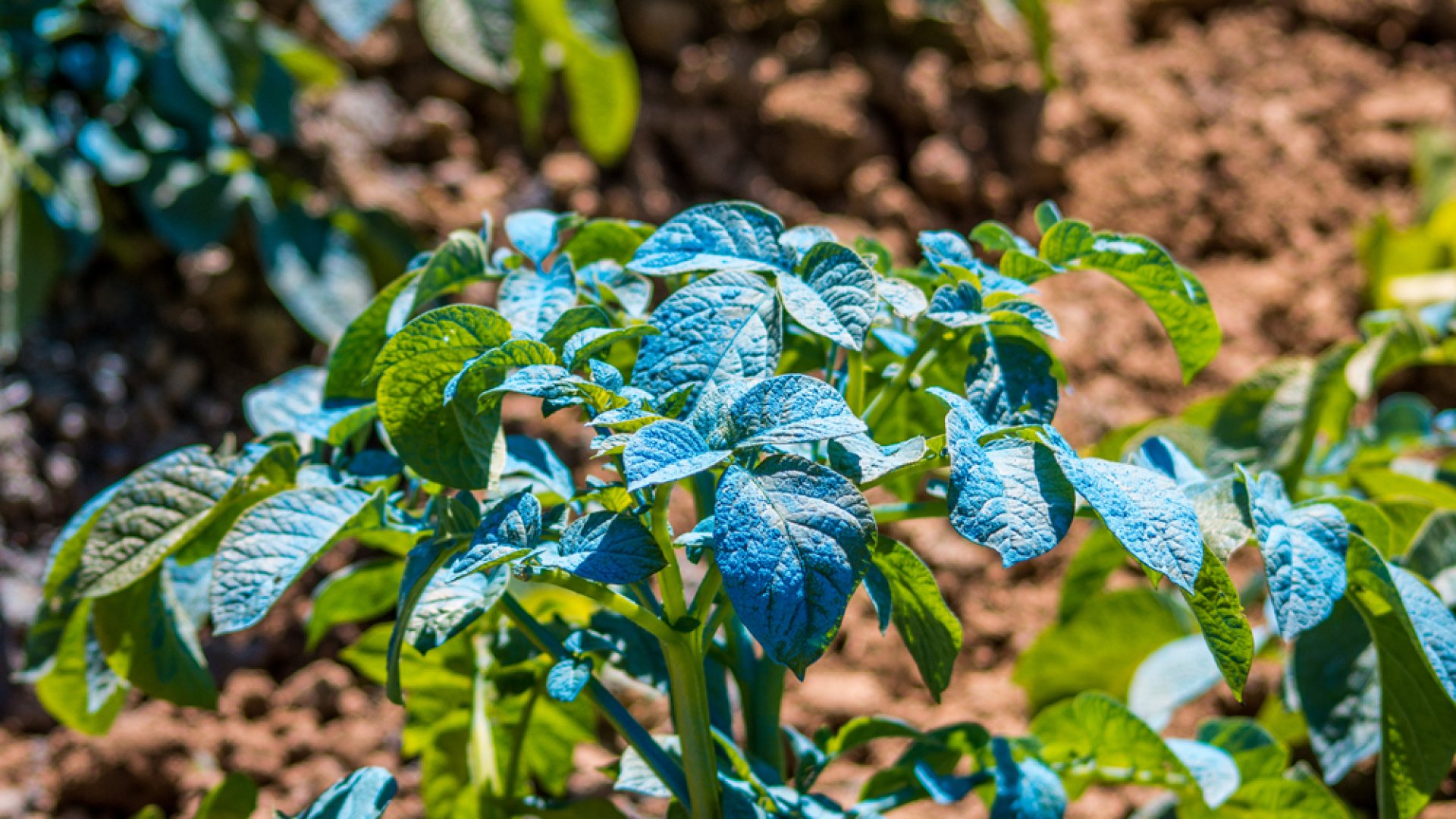 Réztartalmú gombaölők bemutatása