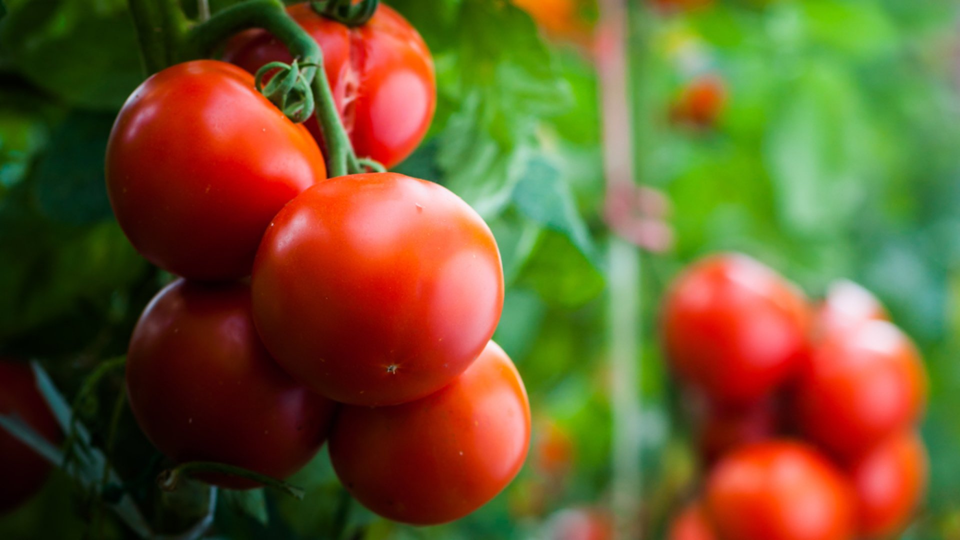 Paradicsomfajták és tippek a szezon előtti termesztéshez Paradicsomfajták és tippek a szezon előtti termesztéshez