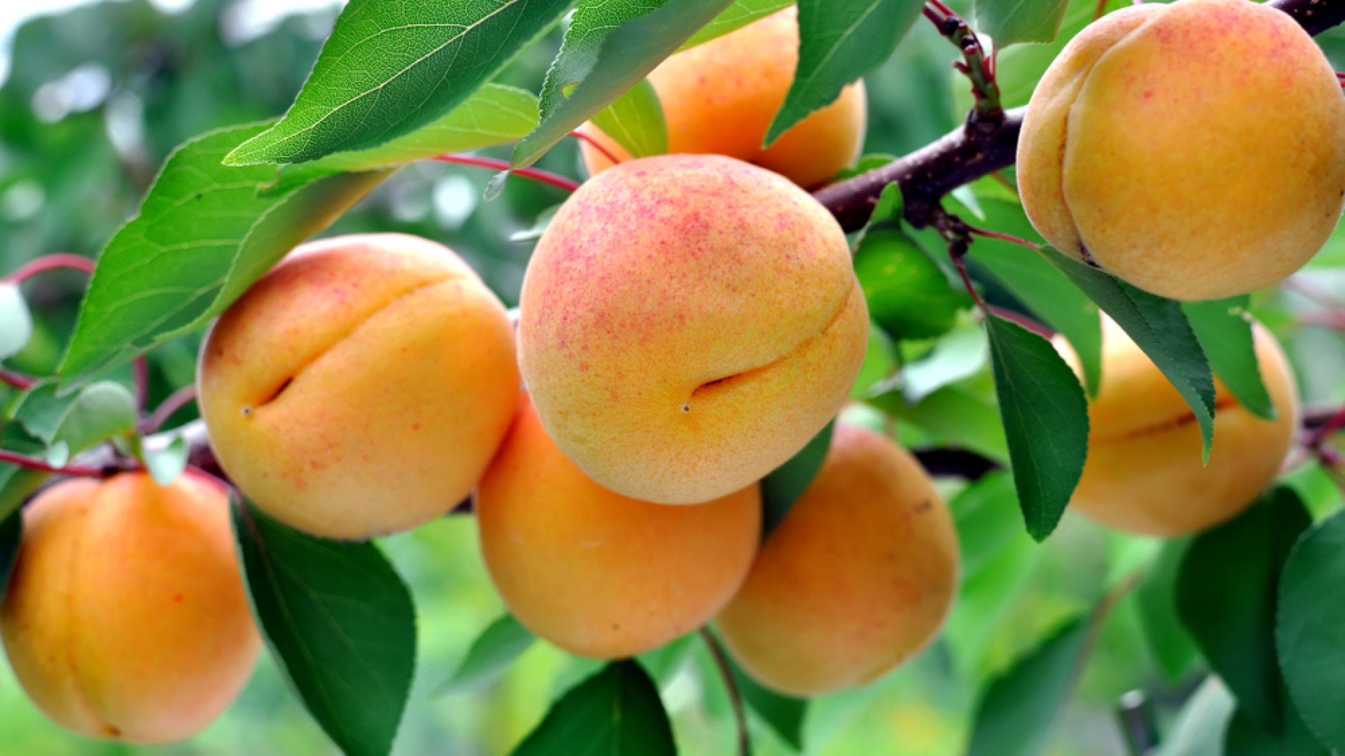 Az isteni kajszibarack titka – Szakértői tippek a kajszi termesztéséhez