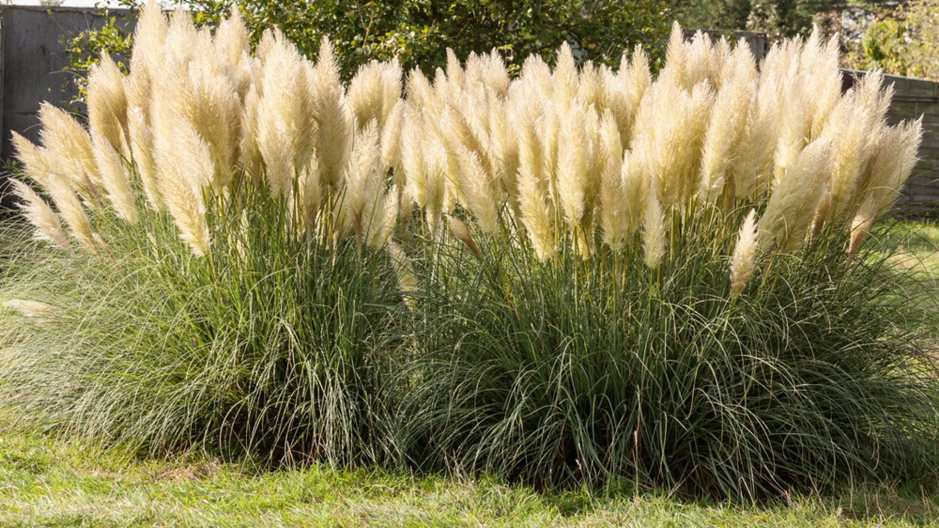 A pampafű tavaszi gondozása, metszése