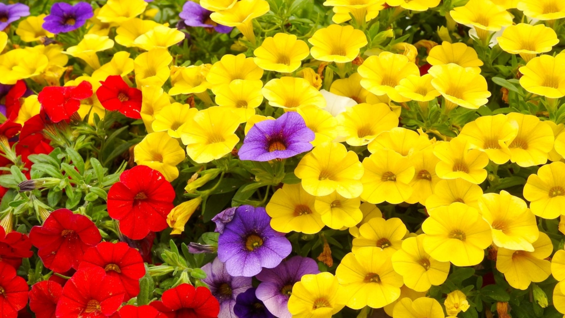 A Nebáncsvirág vagy Pistike gondozása a kertben