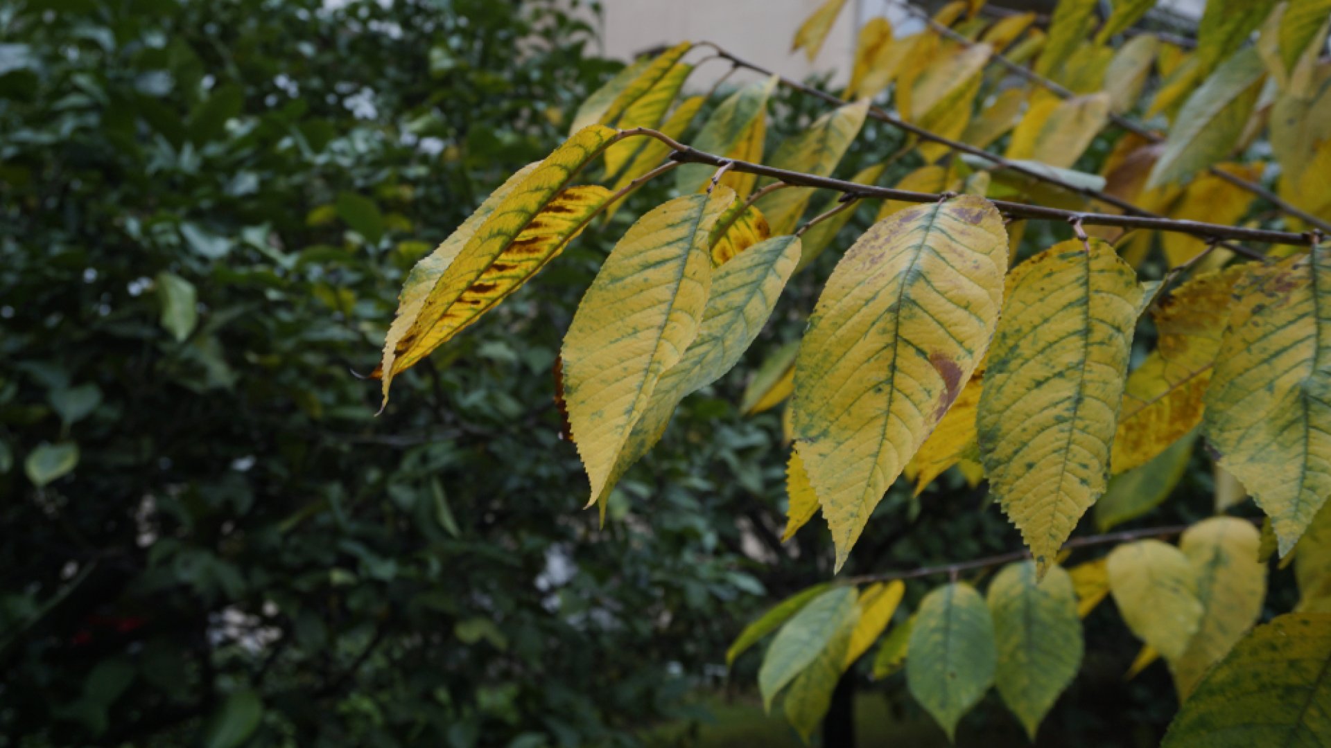 Sárgulnak a levelek a fákon, mit tegyek? – Szakértőnk segít! 
