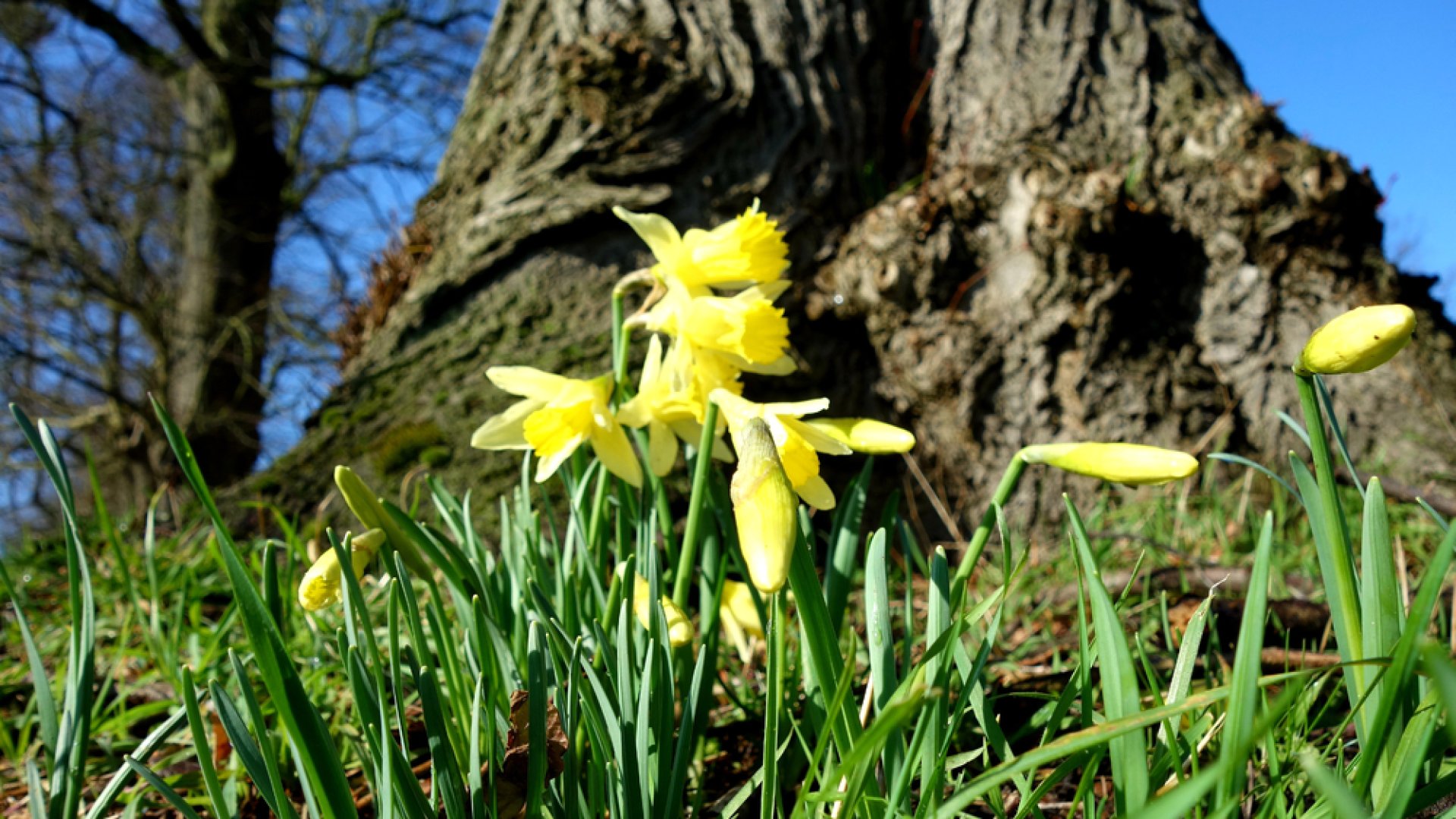 Ezeket a virágokat ültesd a fa alá