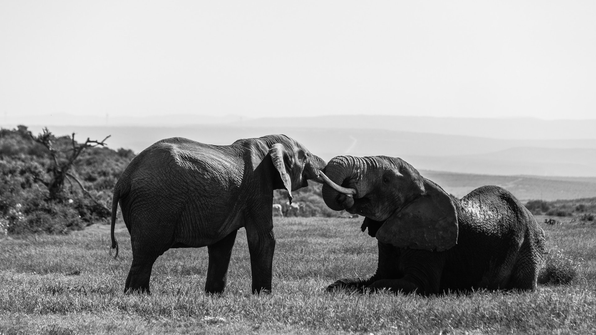 A nyúl hat elefántot látott 