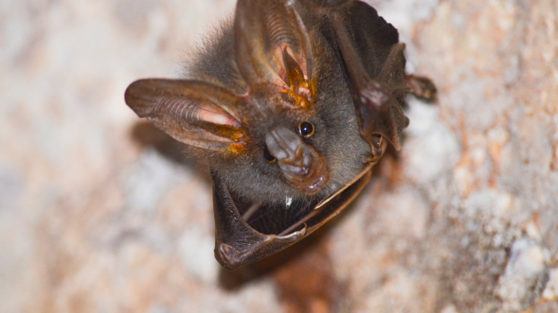 Ne bántsátok őket!- hazai denevérek Ne bántsátok őket!- hazai denevérek