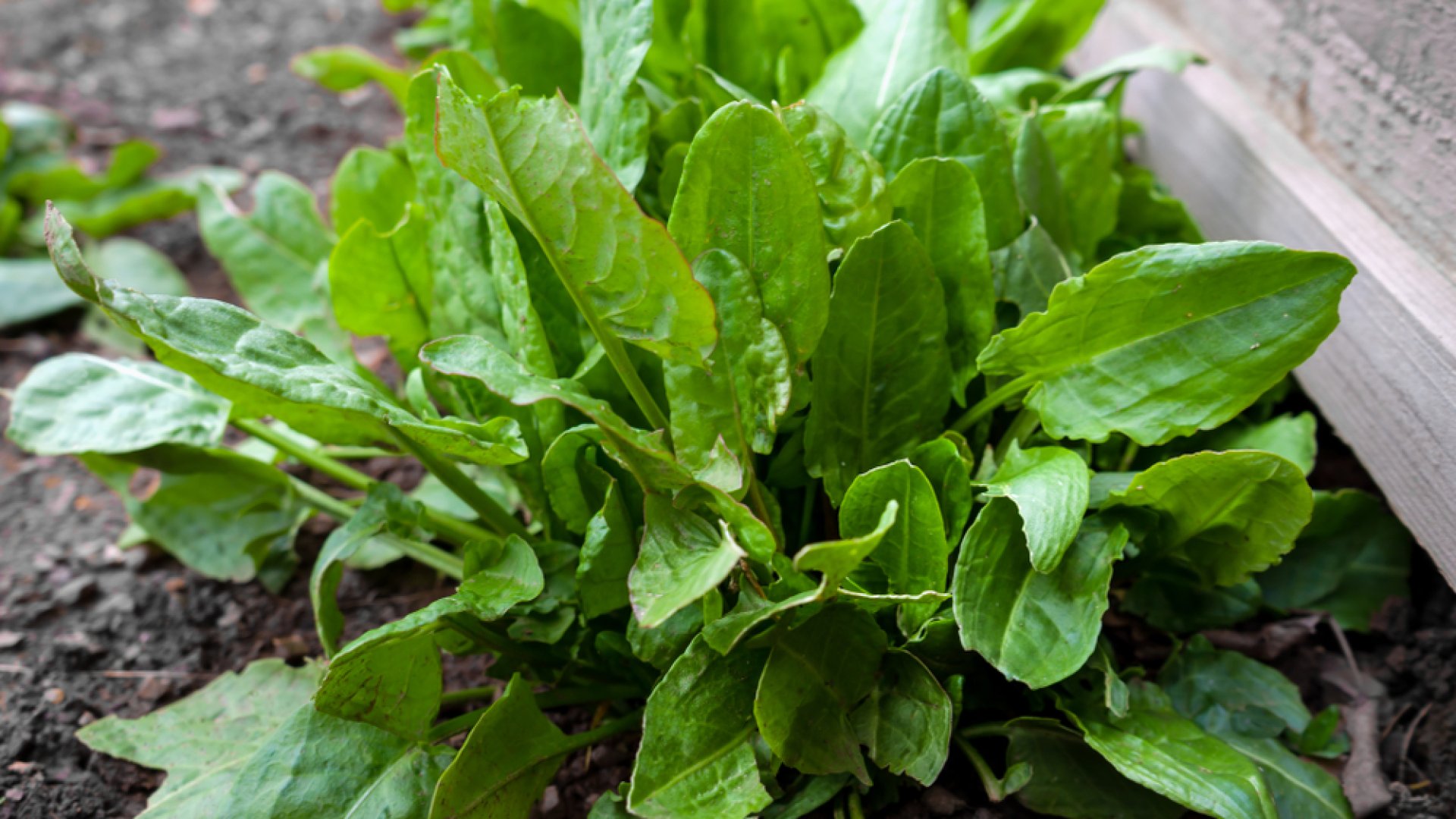 Hogyan termessz sóskát a kertben? Hogyan termessz sóskát a kertben?