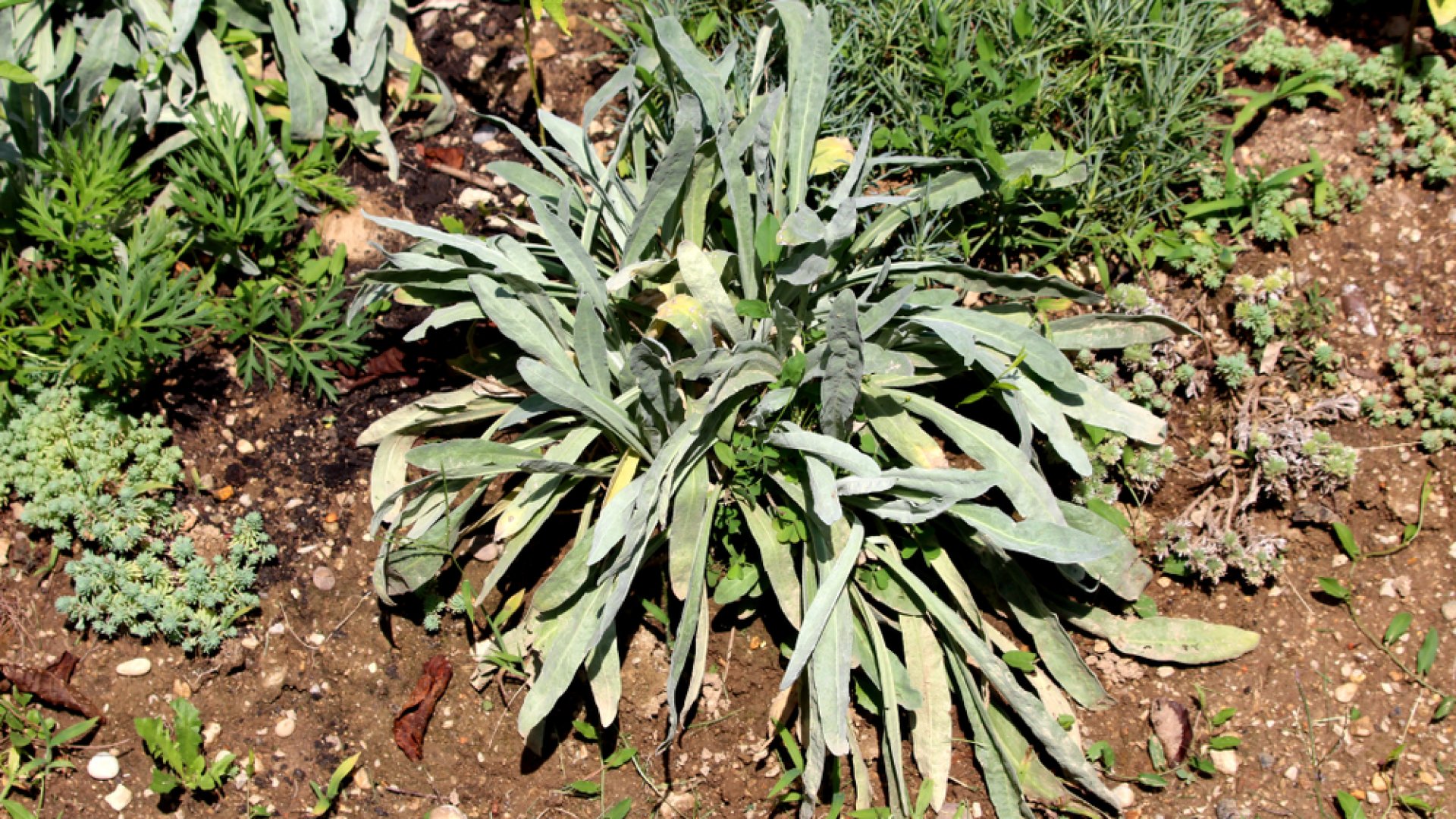 A kőzetpor csodákra képes a kertben – Így használhatod az erejét! 