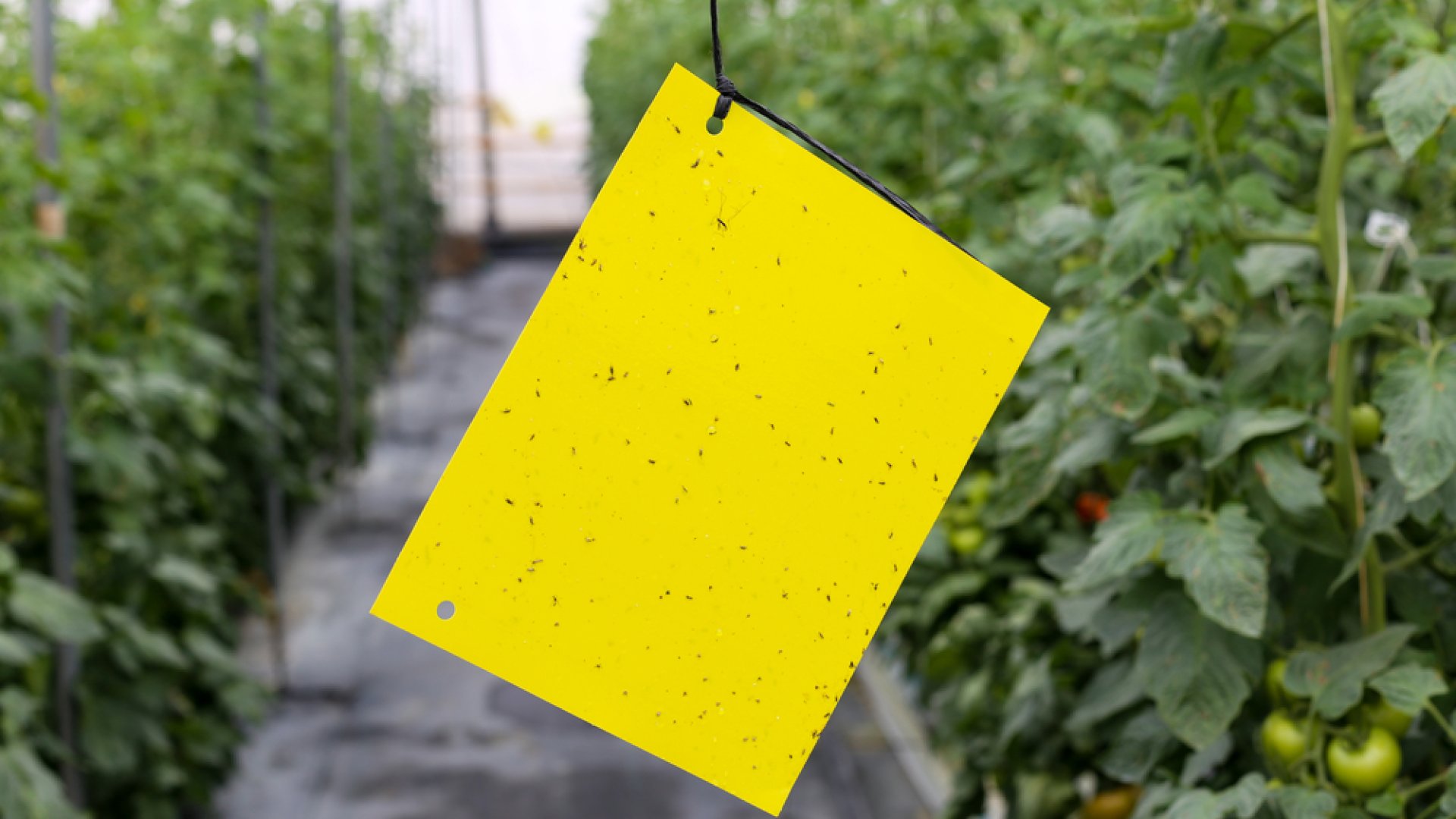 Sárga lapok a kertben – Miért, mire és hogyan használjuk