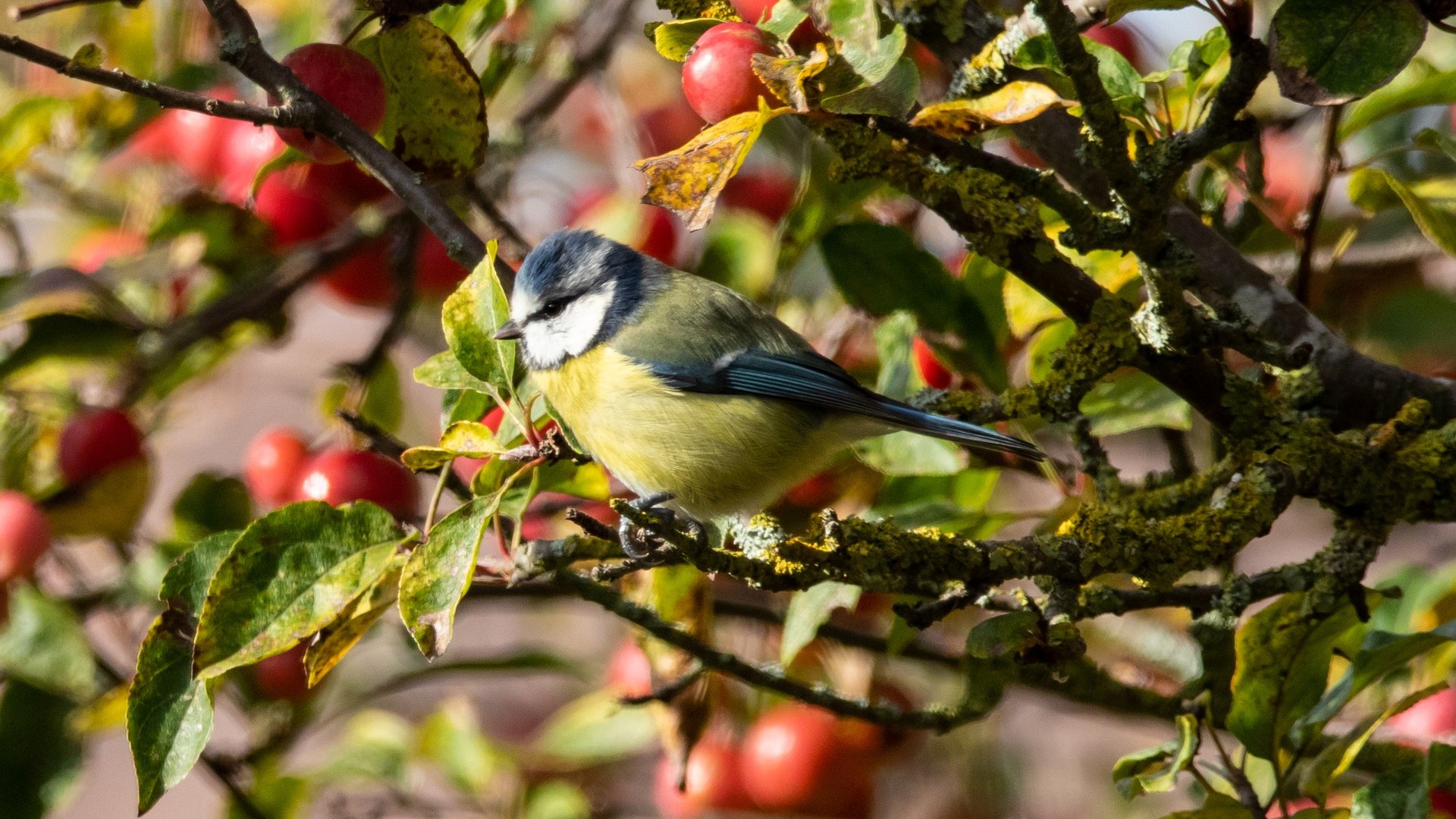 Így akadályozd meg, hogy a madarak megegyék a gyümölcseid
