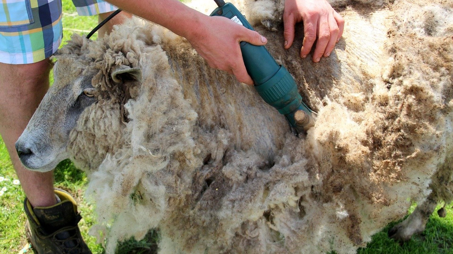 Birkanyírás szakszerűen – A birkanyírás lépései Birkanyírás szakszerűen – A birkanyírás lépései