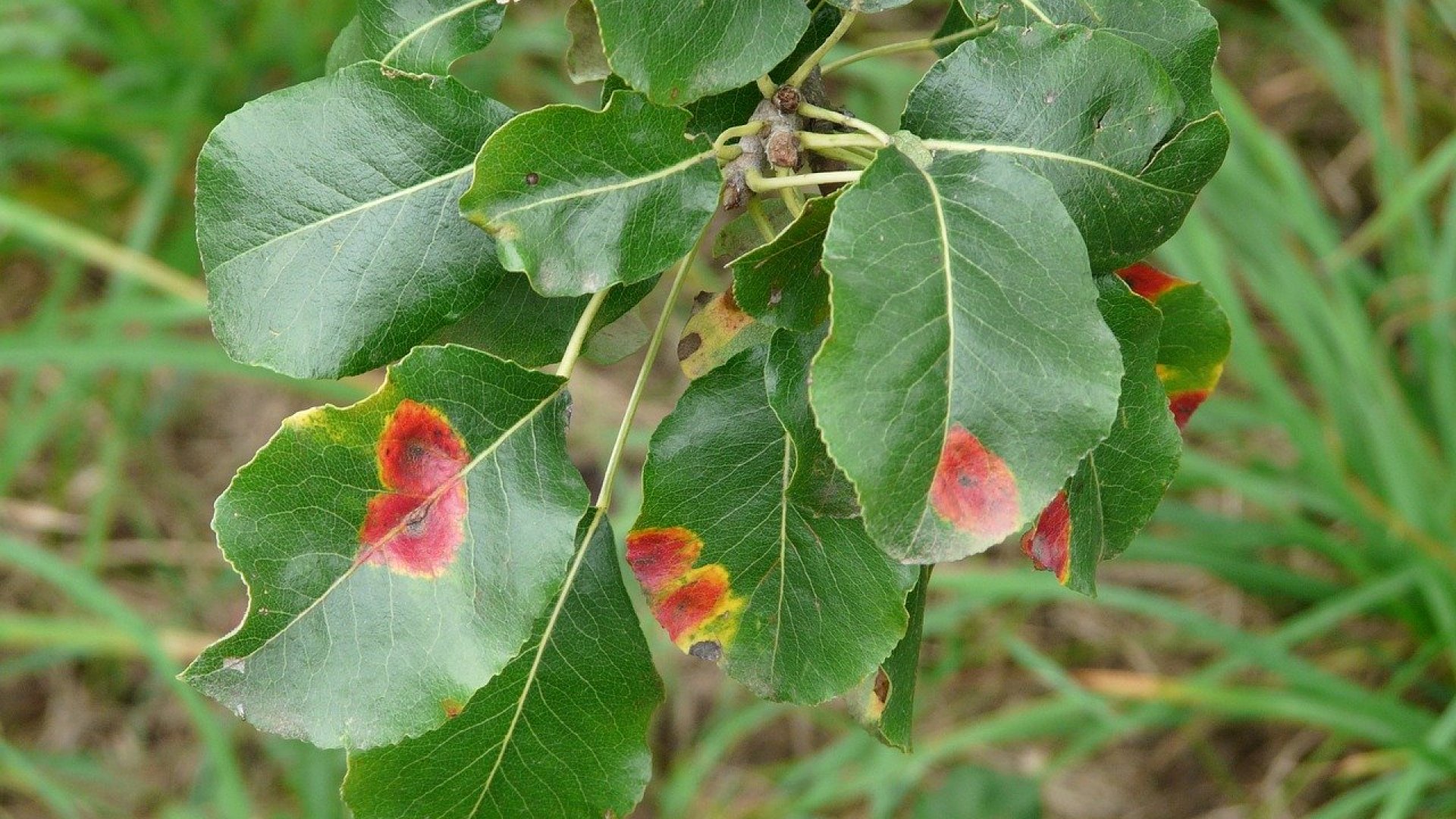 Növények rozsdabetegségei – Felismerésük és a legjobb védekezési módok