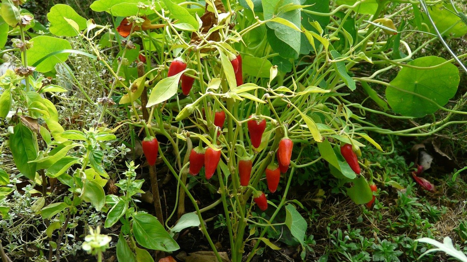 A paprika növénytársítása – Használjuk ki a növények előnyeit! 